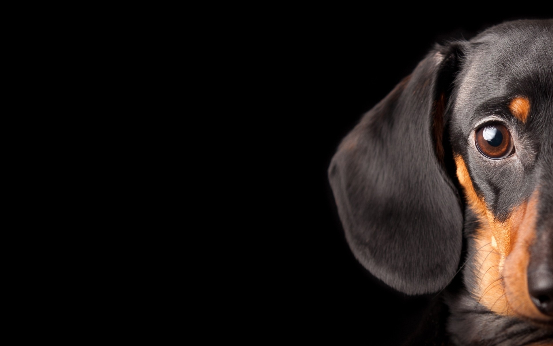 schwarzer hintergrund hund schaut dackel augen