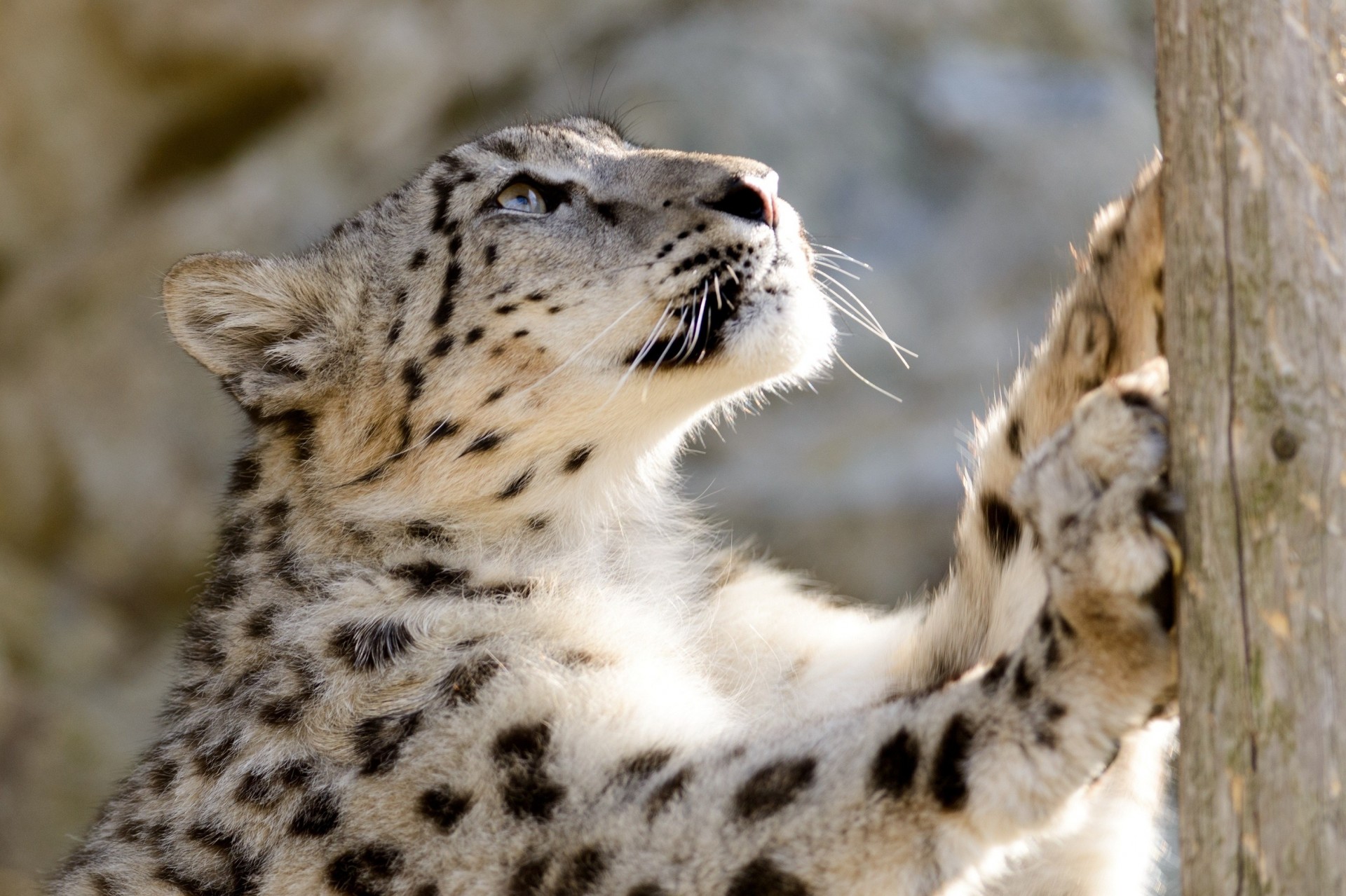 wildkatze tier leopard