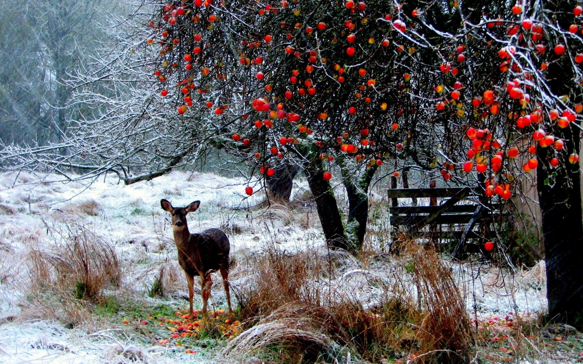 winter bäume wald schnee zu fuß hirsch