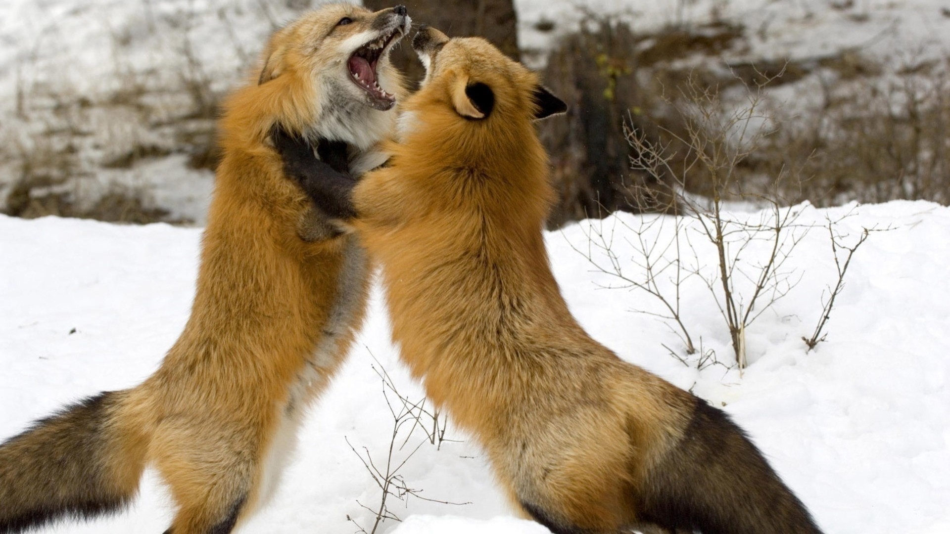 fight winter fox