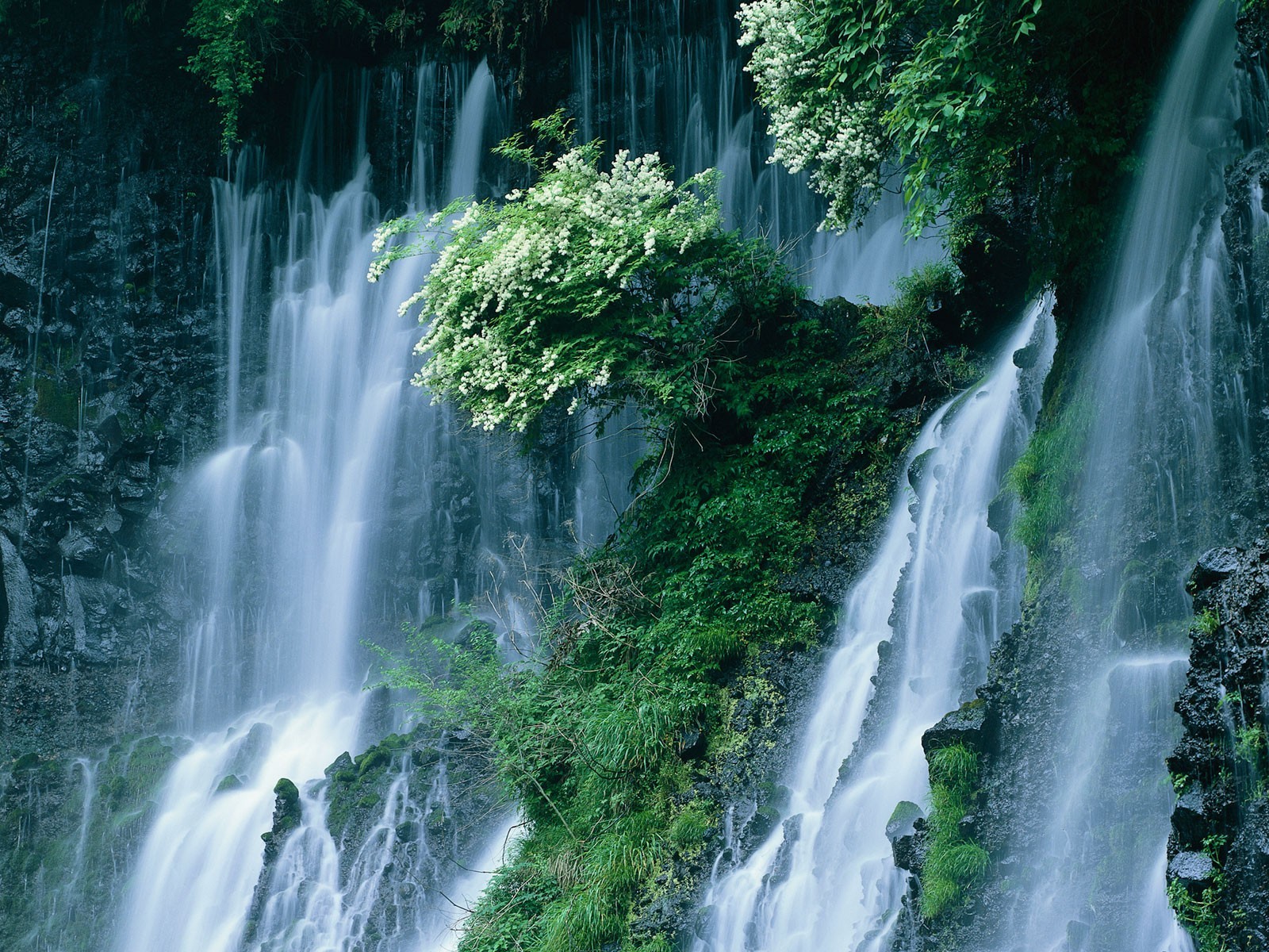 japón cascada arbustos