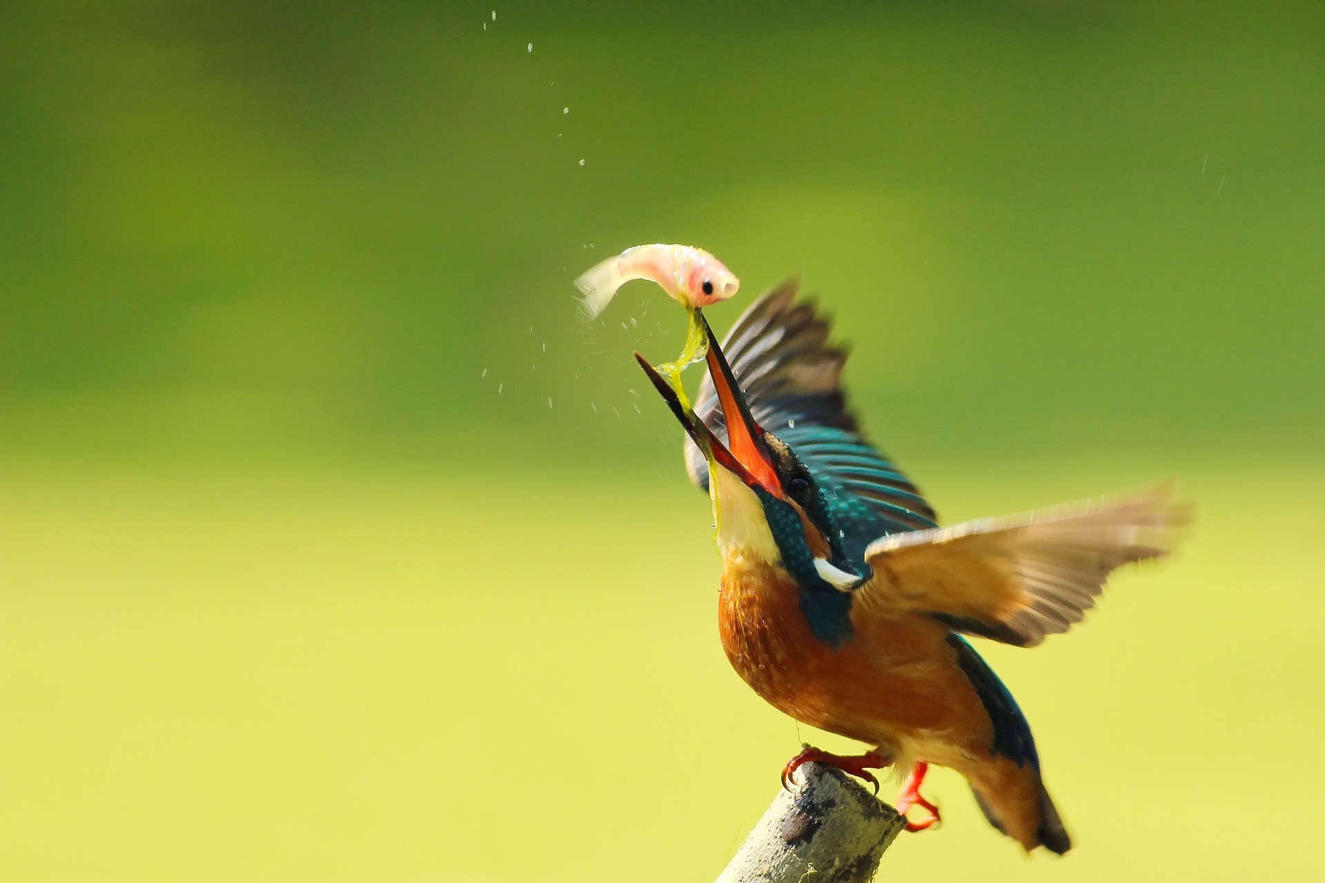 uccelli martin pescatore comune