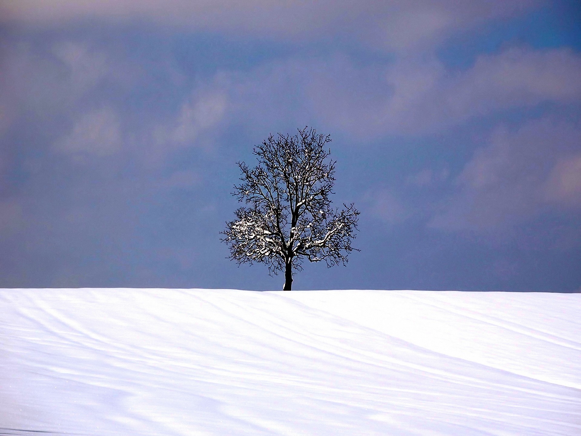 baum winter schnee