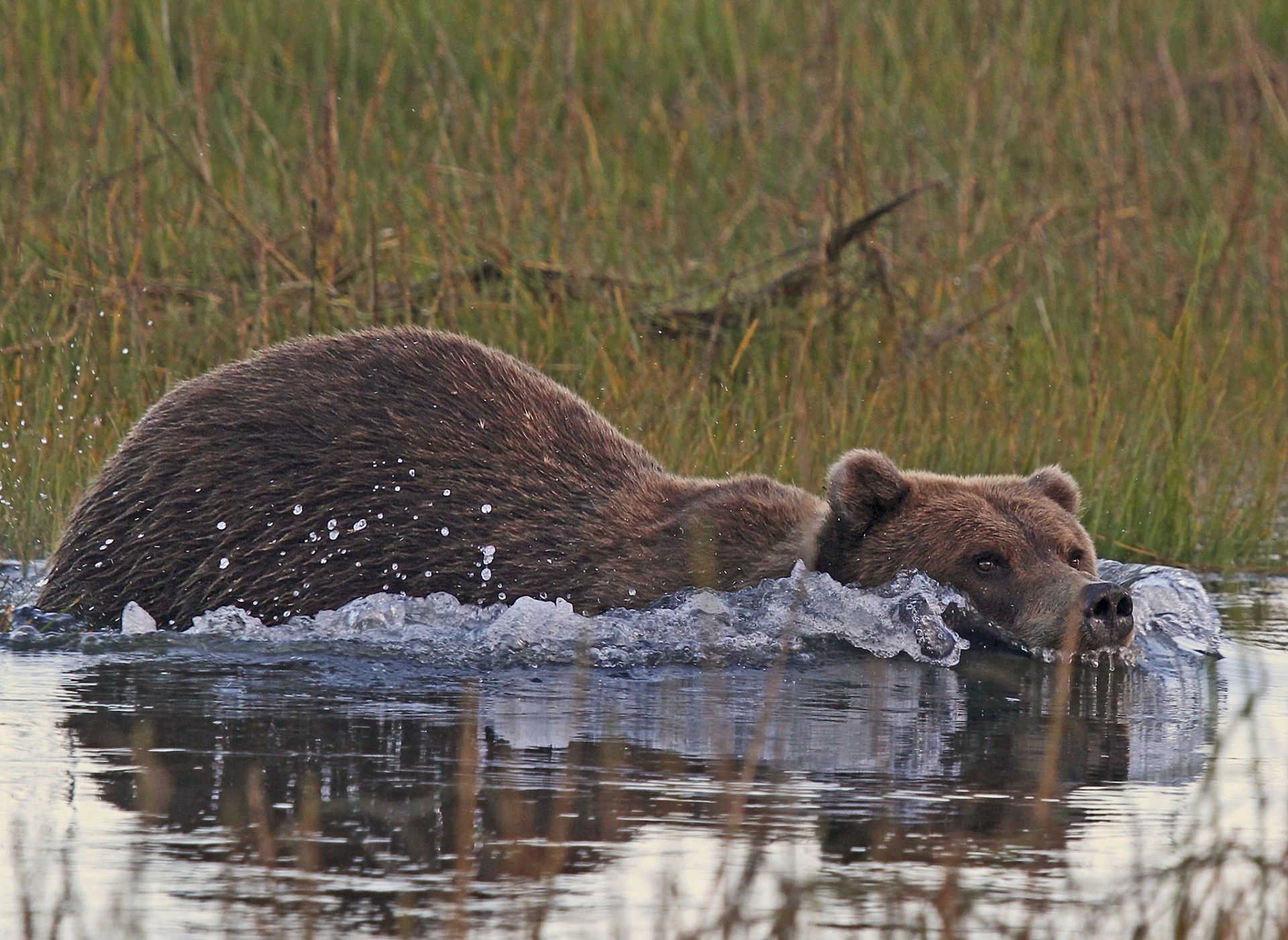 alaska bear water smile swimming