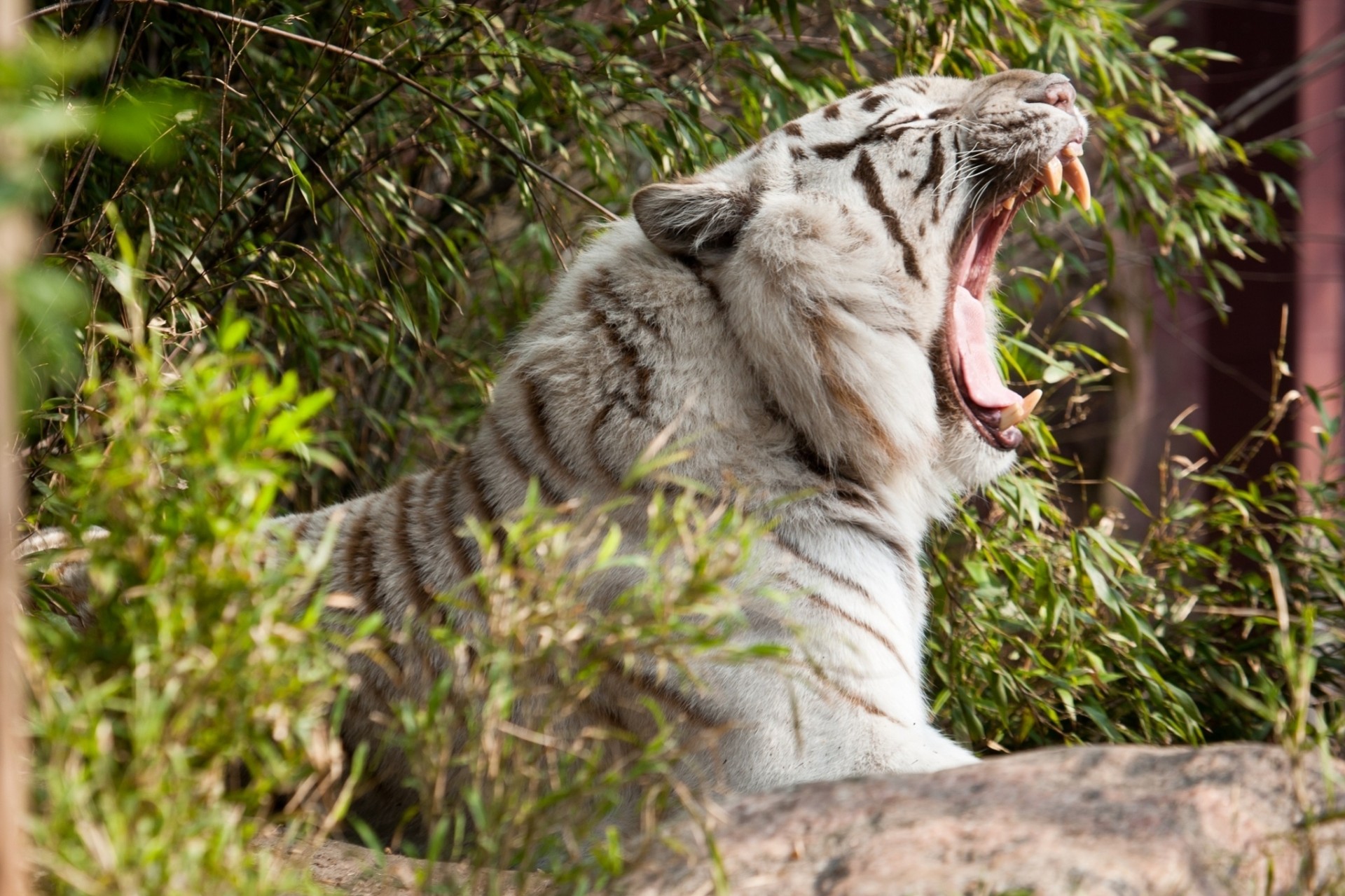 tigre perfil boca colmillos gato salvaje bostezos