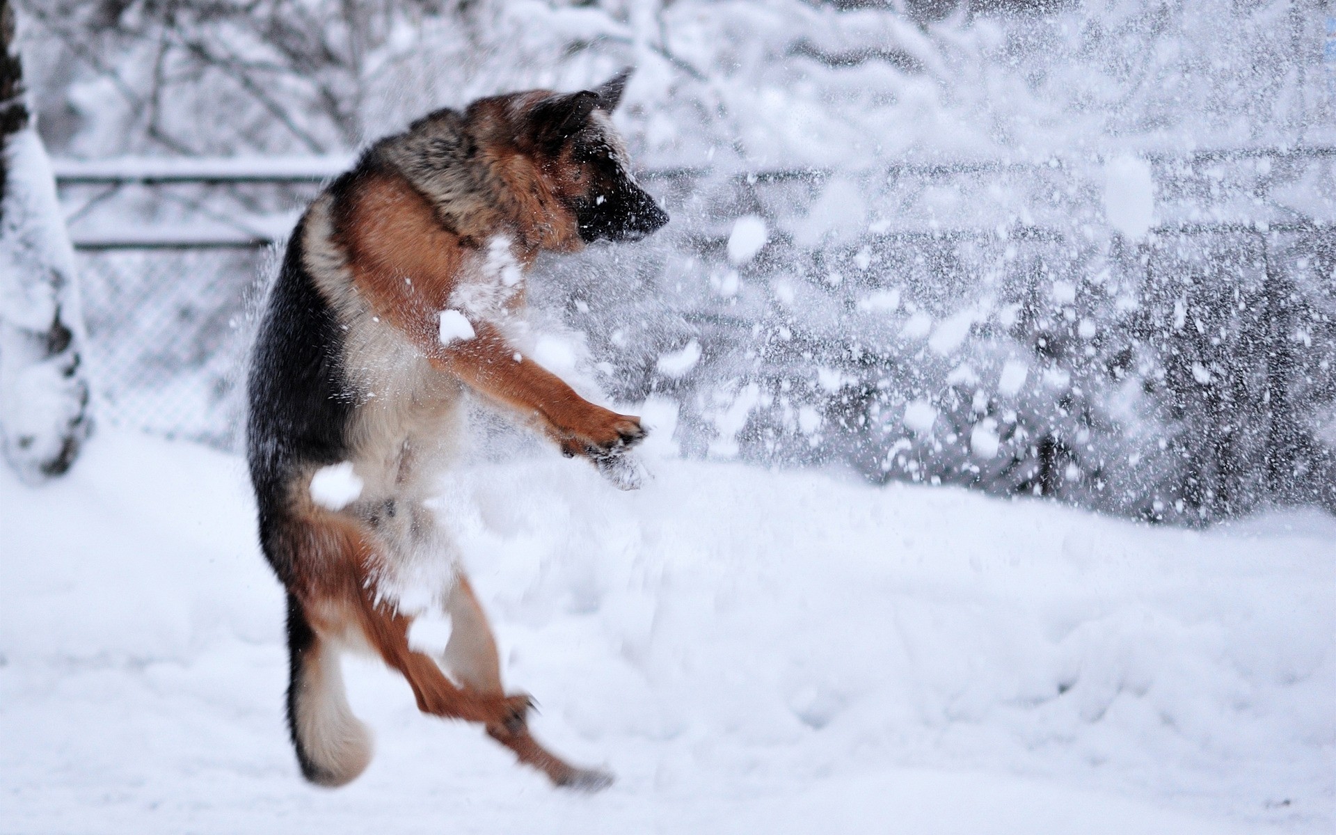 movimento cane da pastore neve cani situazioni razza inverno