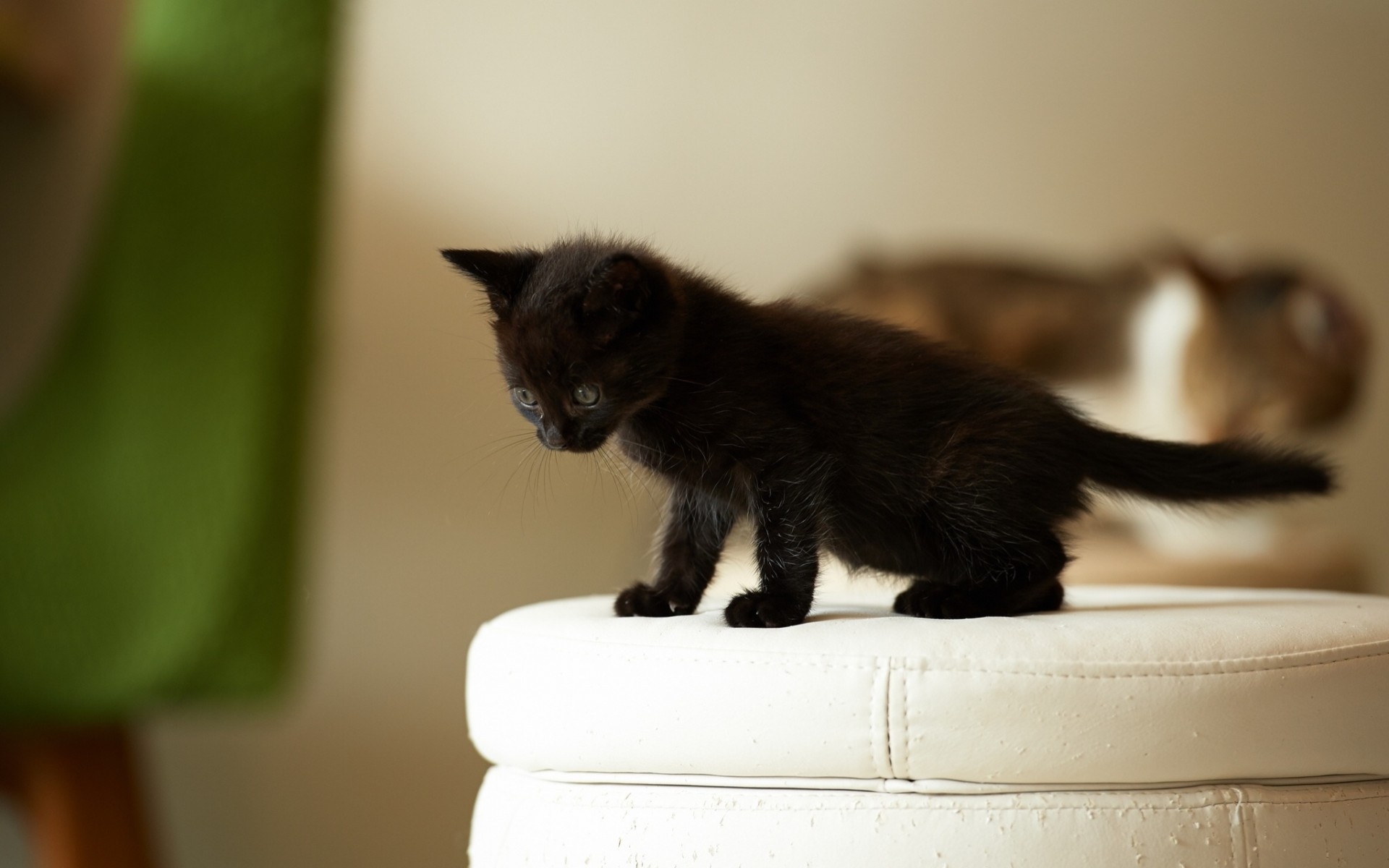 cat child black kitten poof