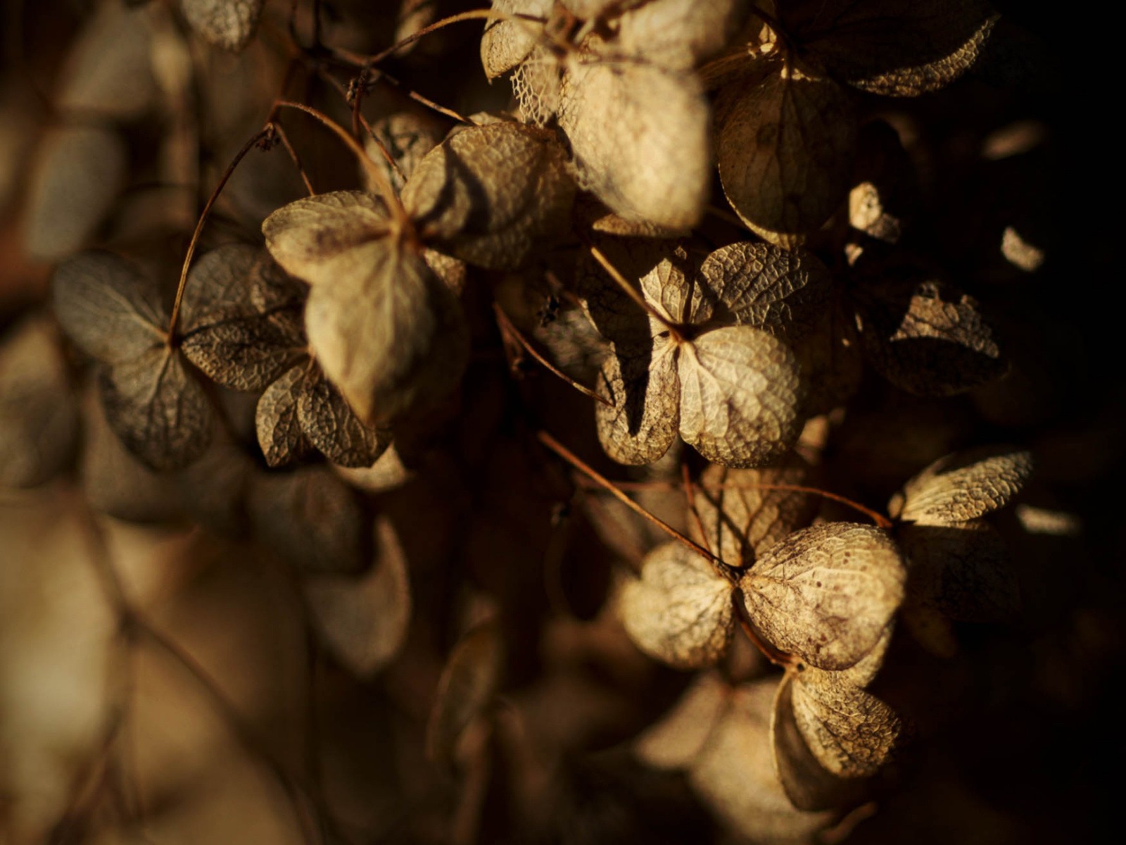 autunno foglie secco