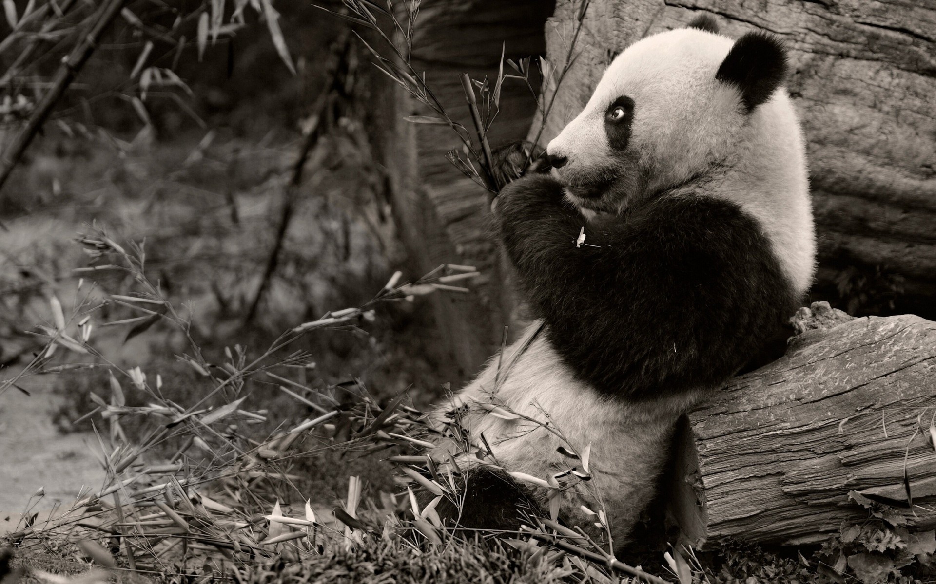 in bianco e nero rami panda