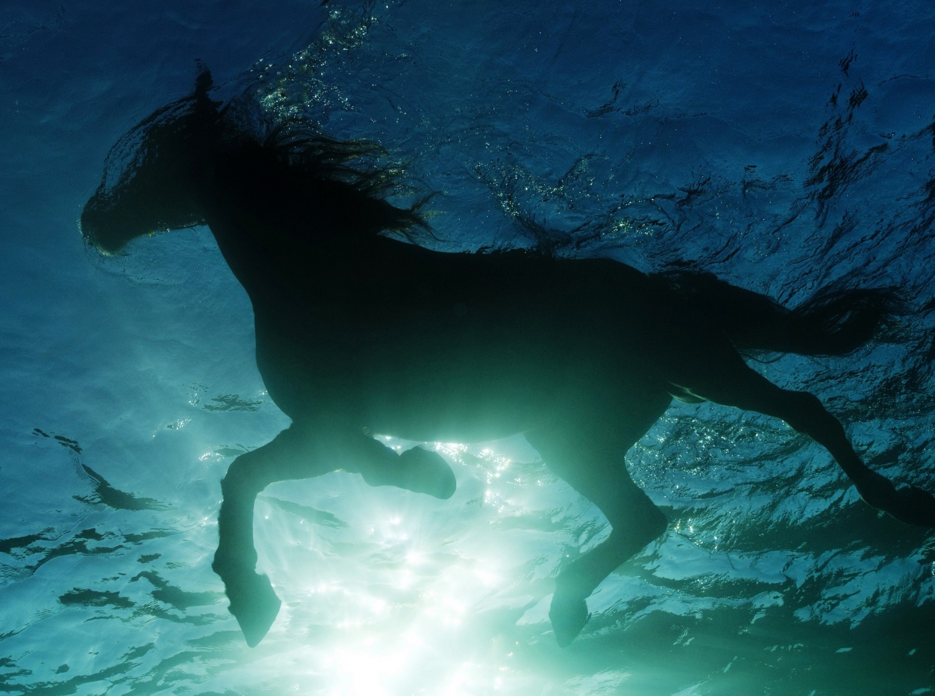 caballo natación agua