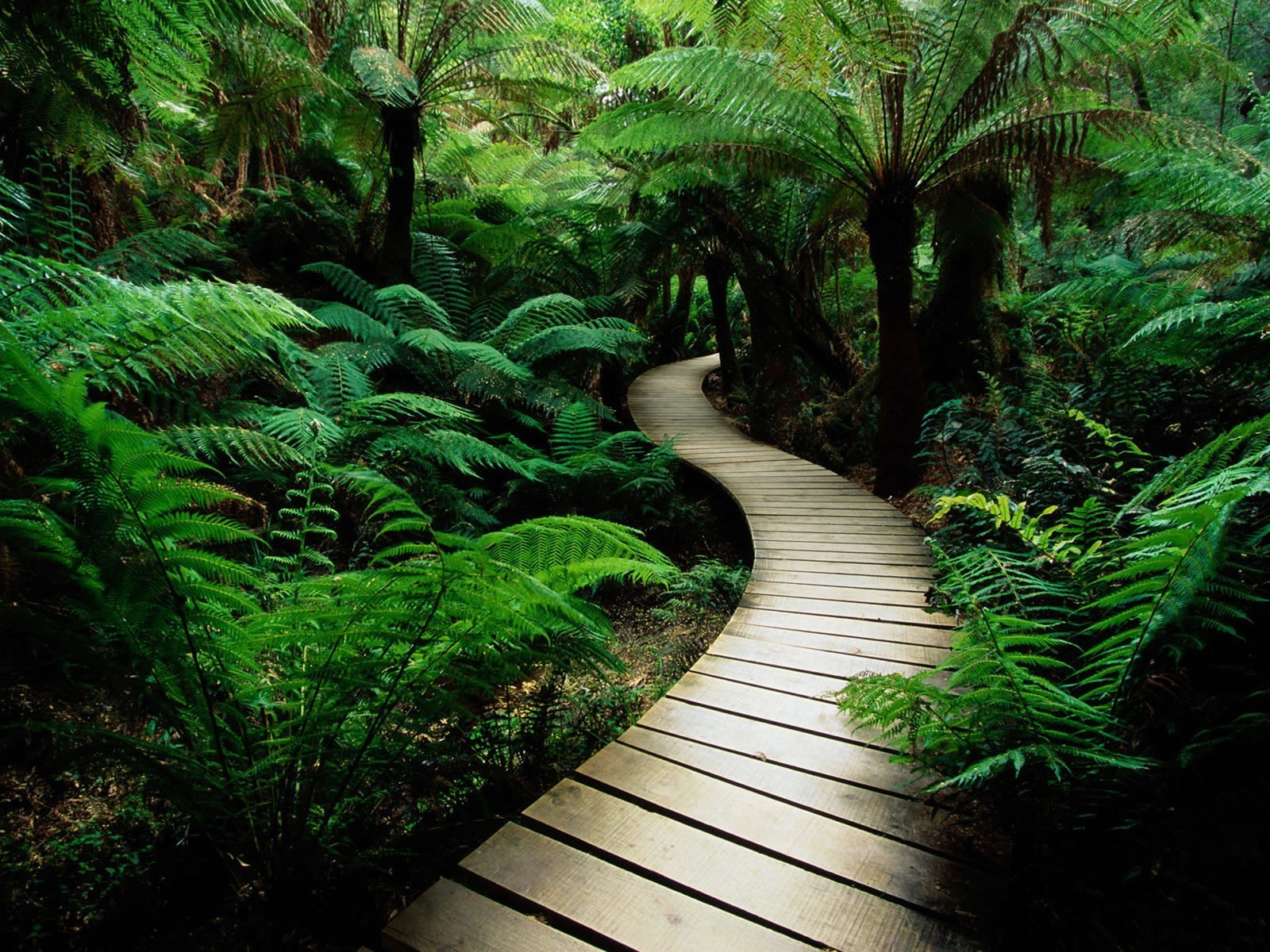 trail ferns plant