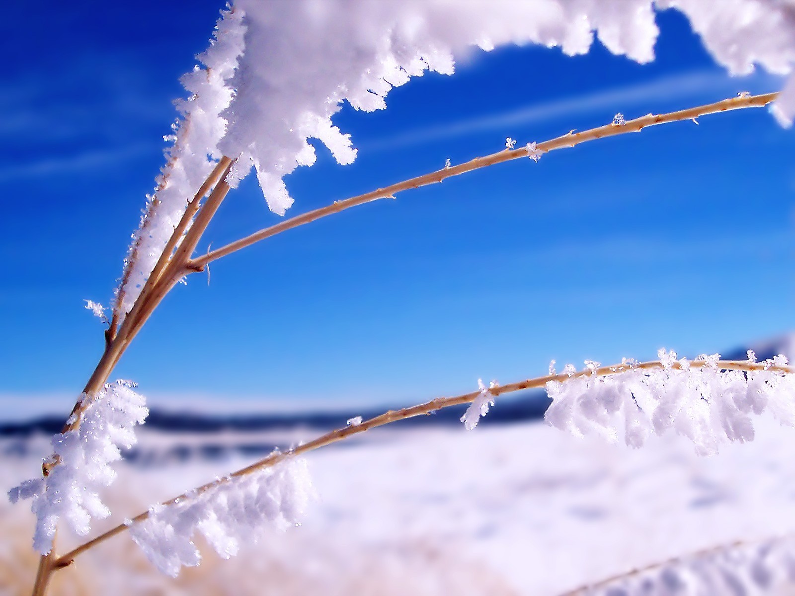 now next branch winter