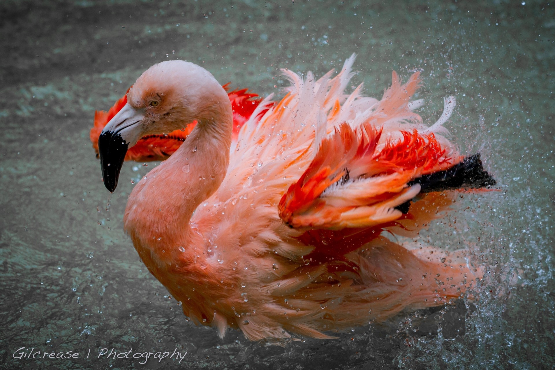 flamingos balloon water