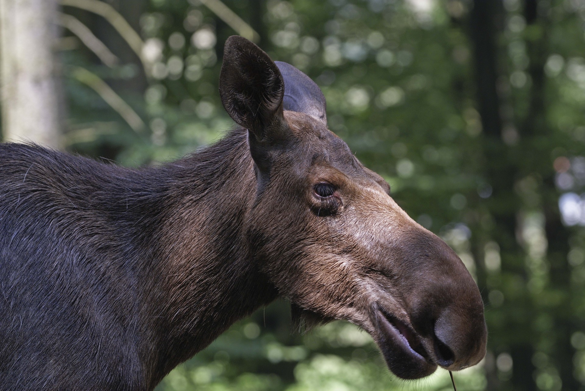 elk forêt dents profil éblouissement