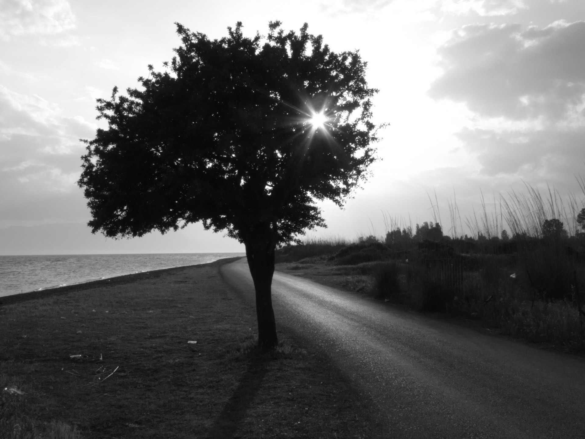 tree road black and white