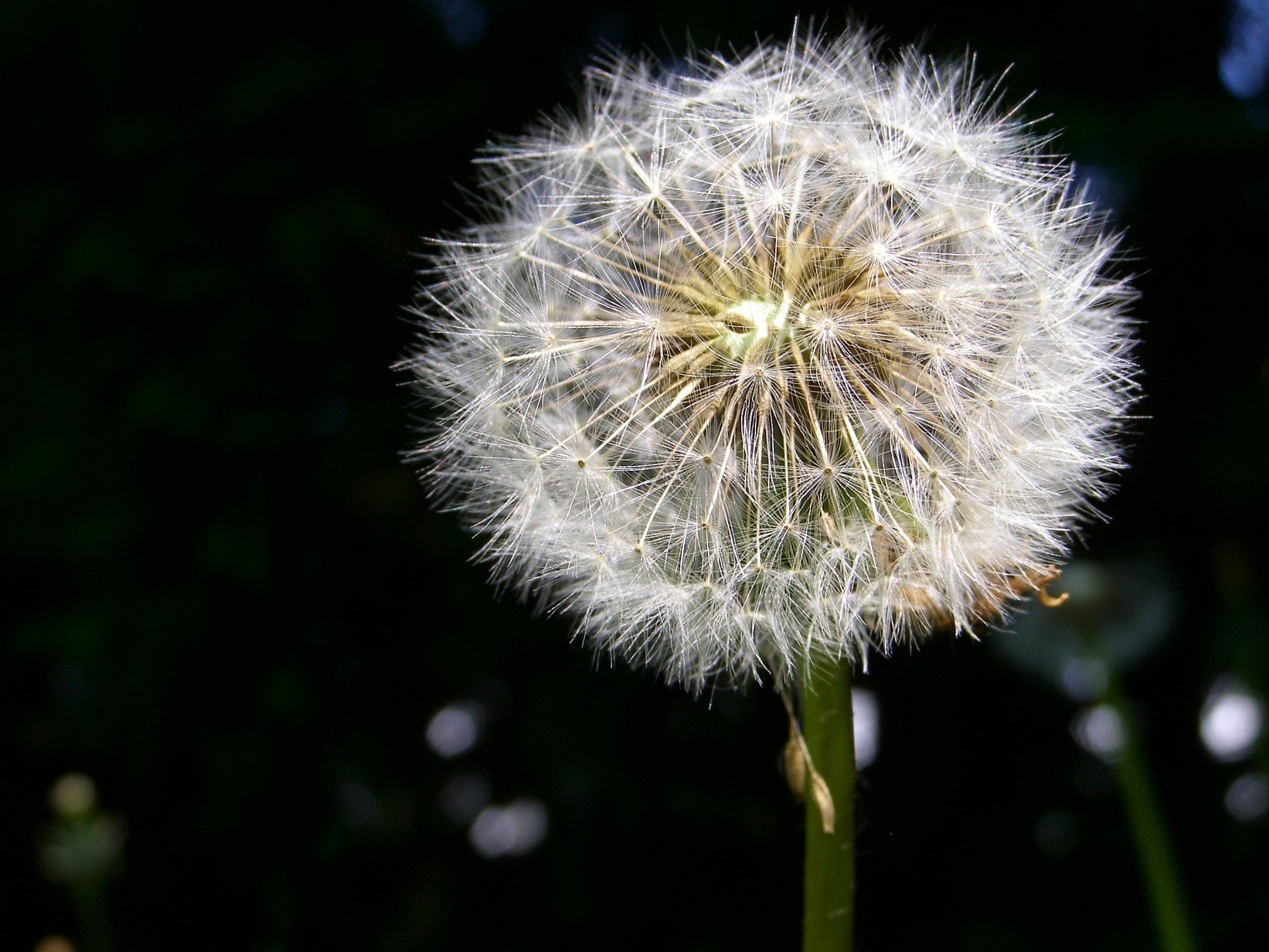 diente de león pelusa