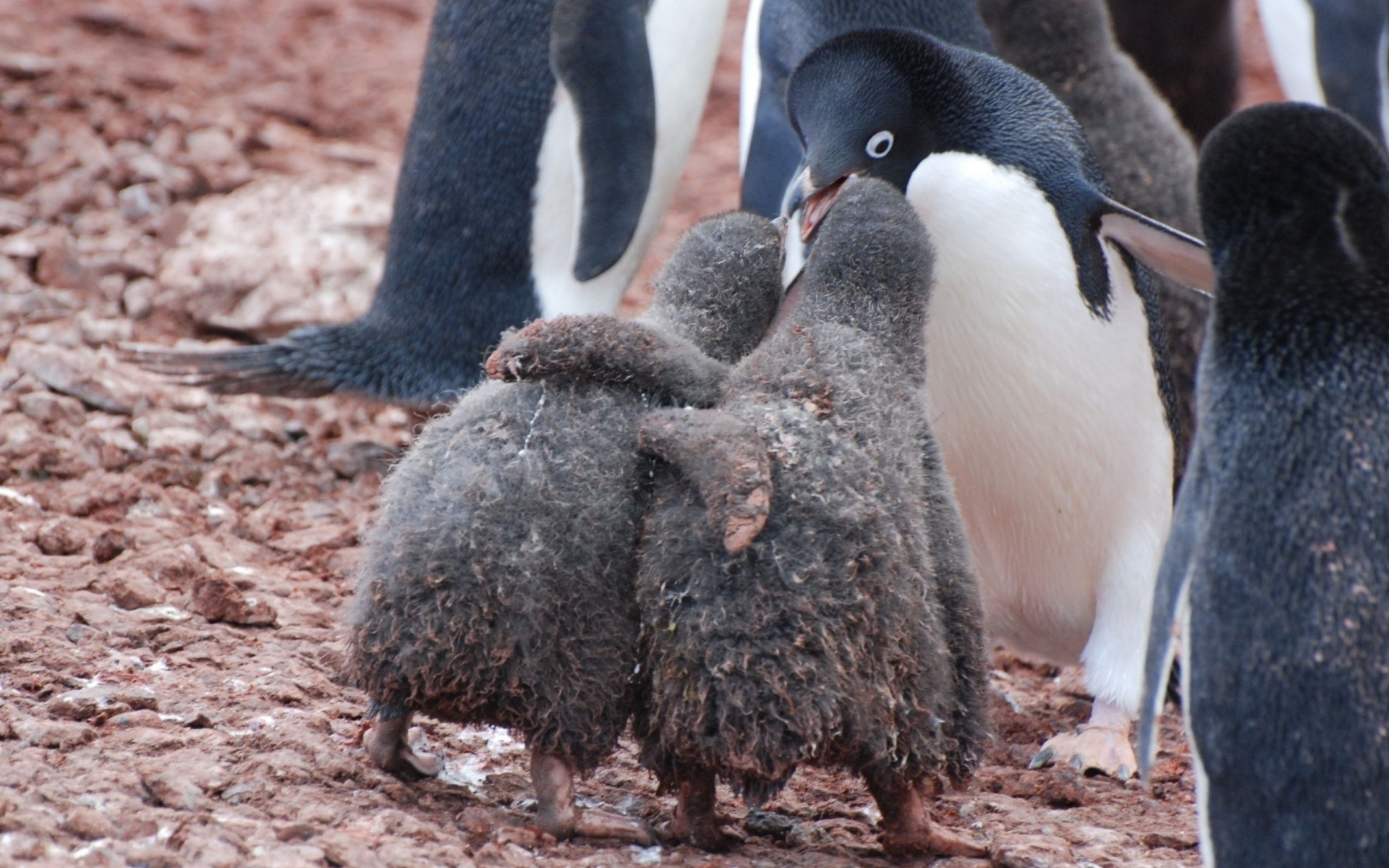 care penguins hug snow