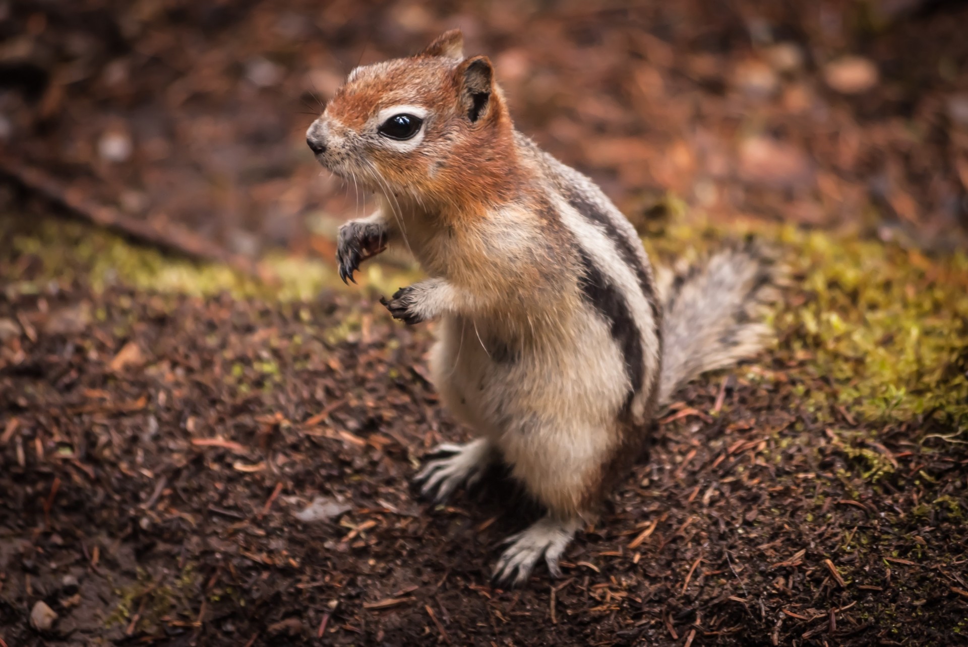 tier tier streifenhörnchen