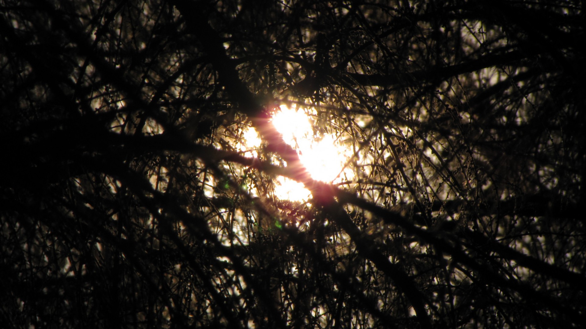 forêt soleil espoir