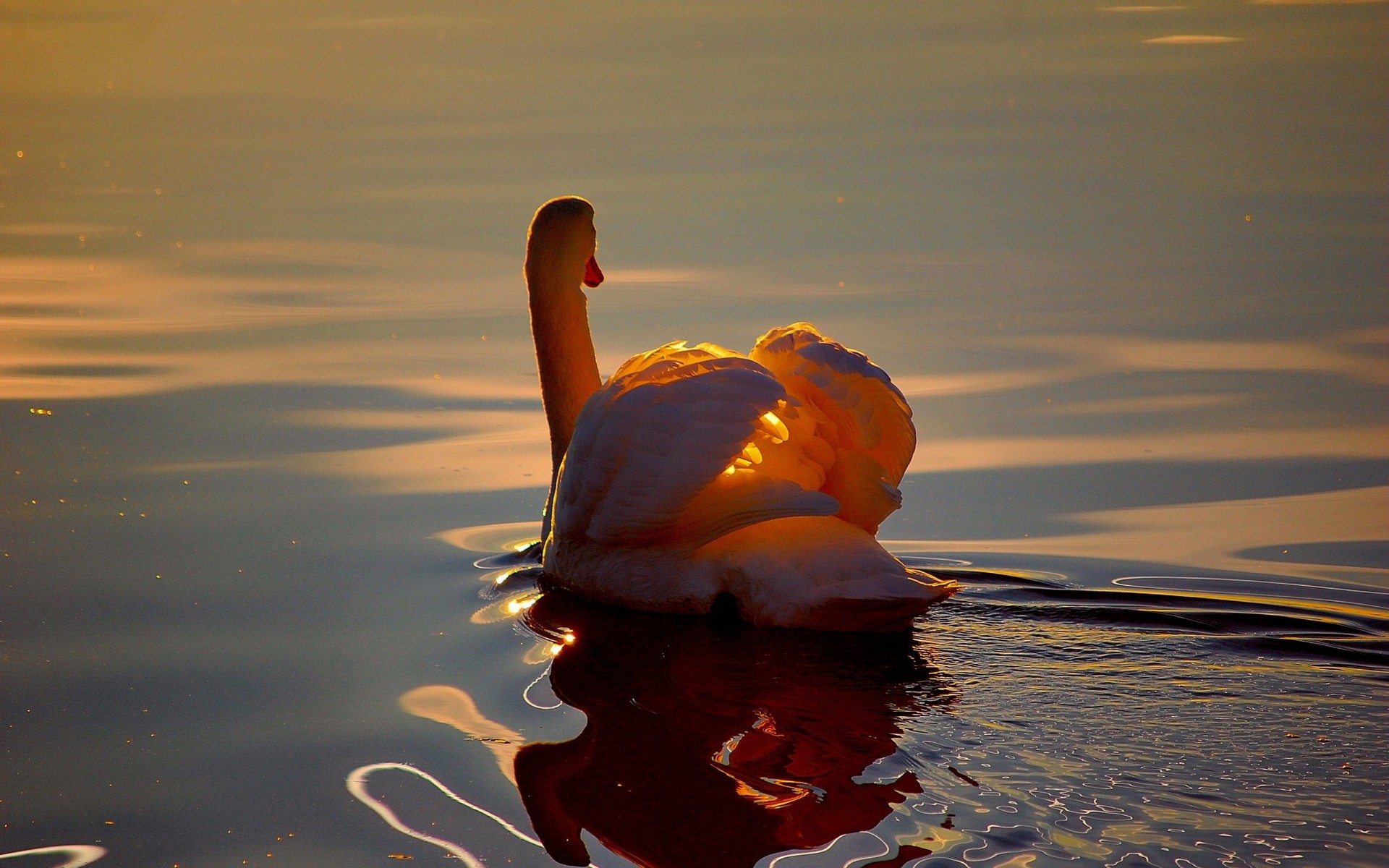 ondulación cisne reflexión estanque agua