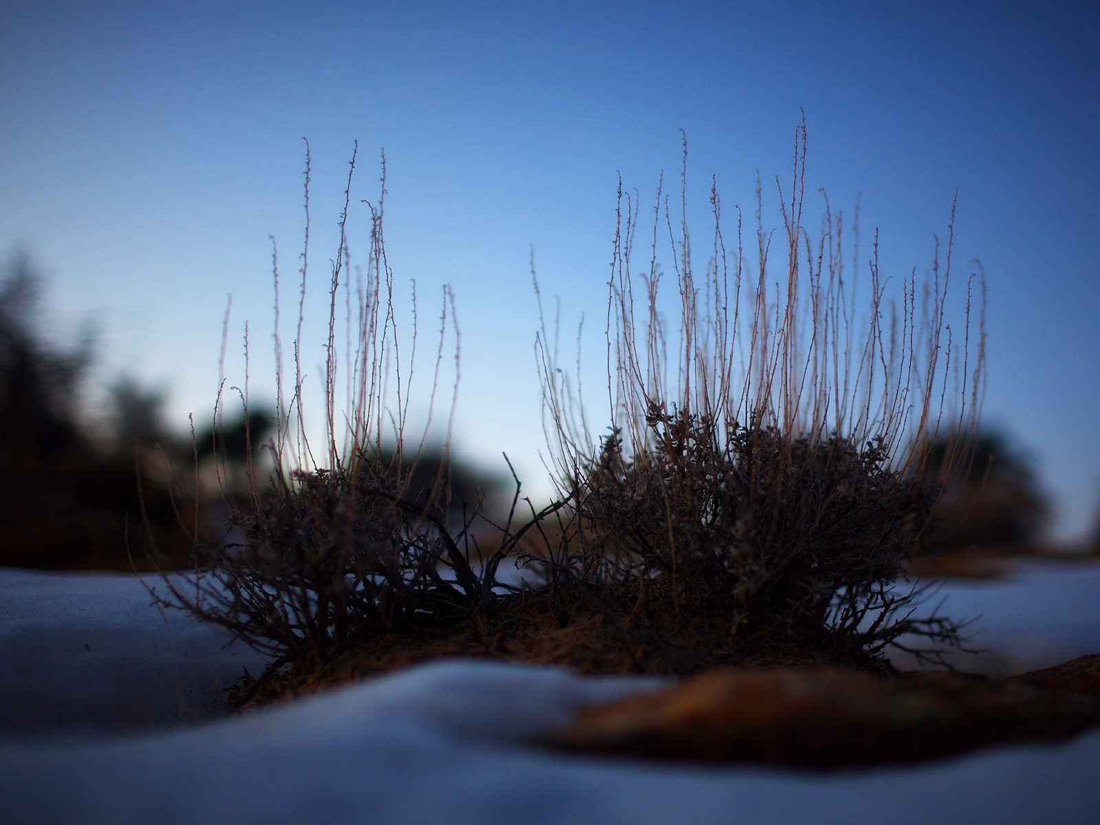 arbusto nieve planta