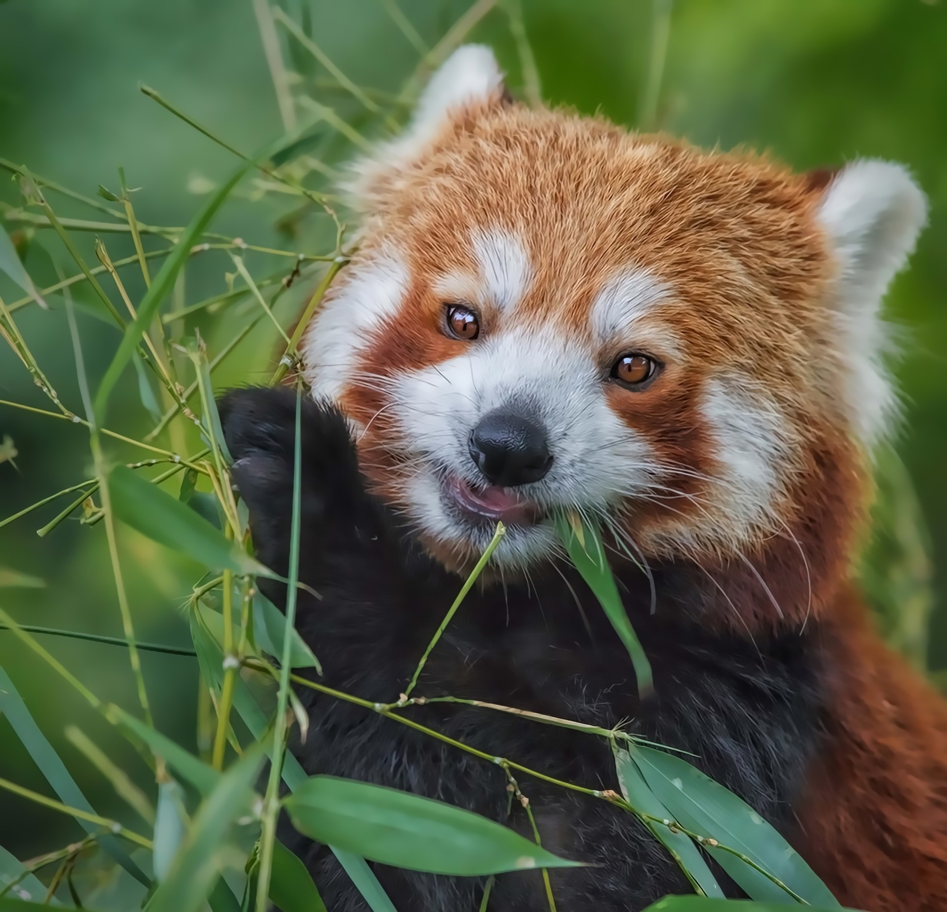 bambus roter panda jungtier