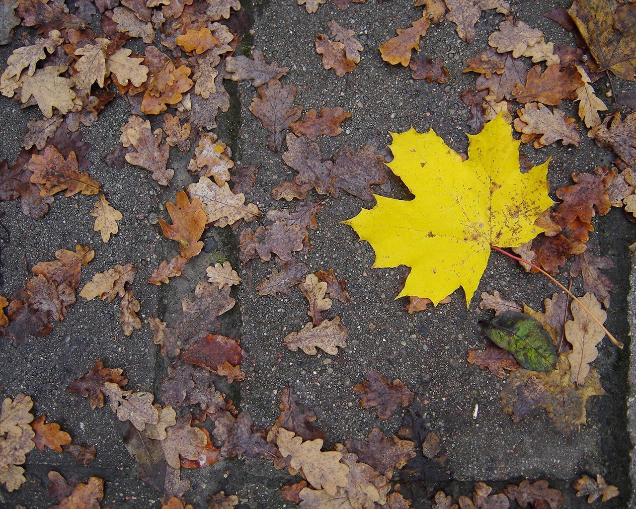 autumn sheet yellow