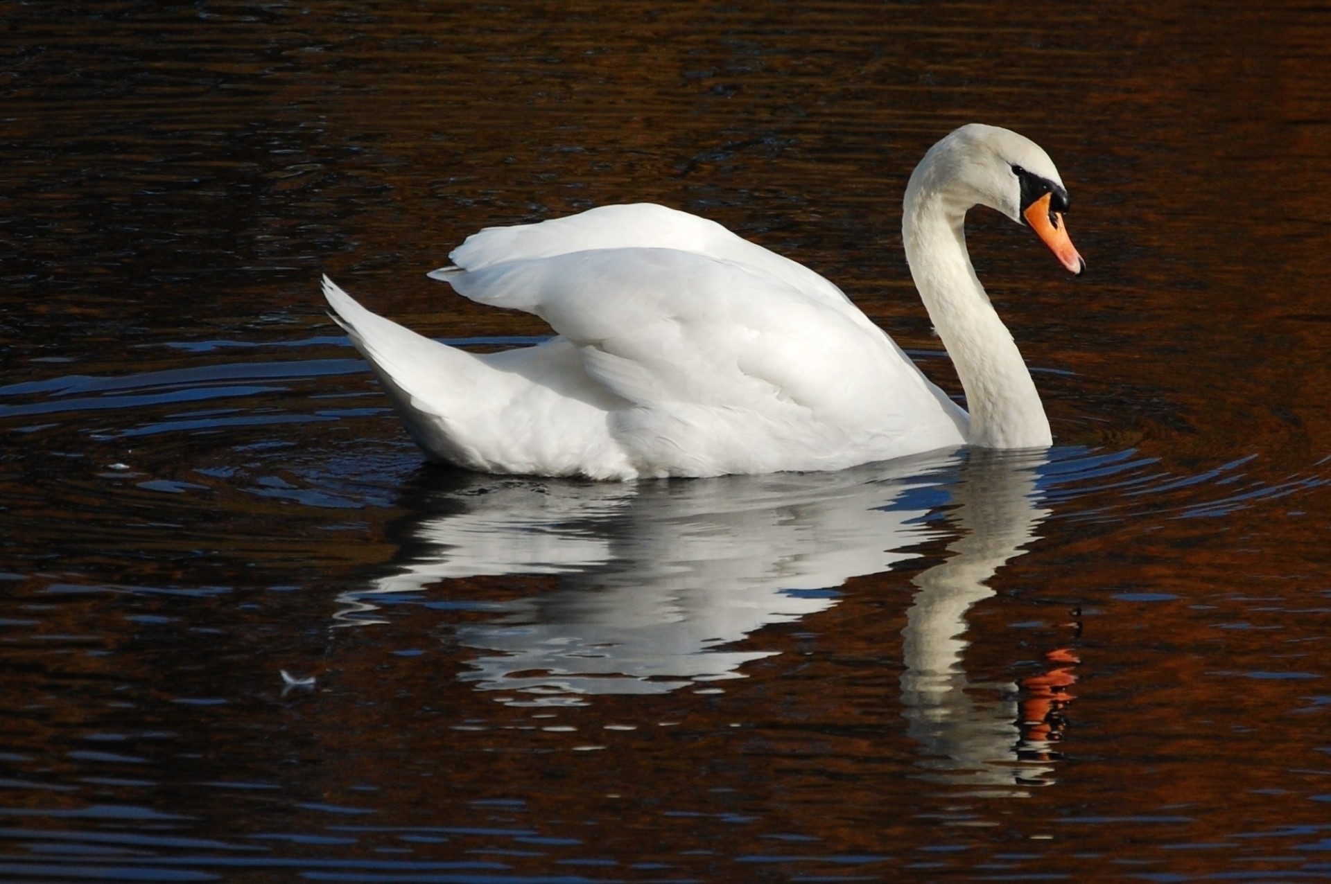 acqua bianco cigno