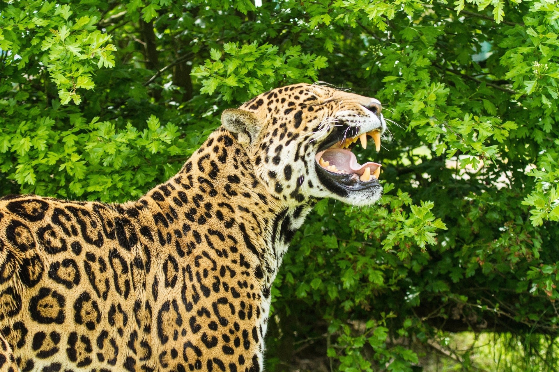 wild cat fangs jaguar mouth