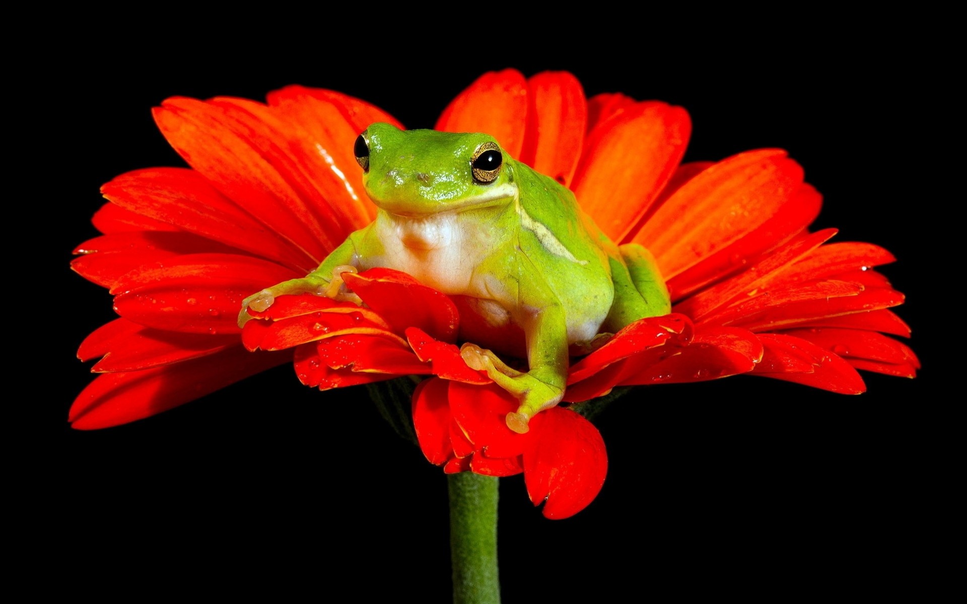 close up flower frog gerbera nature