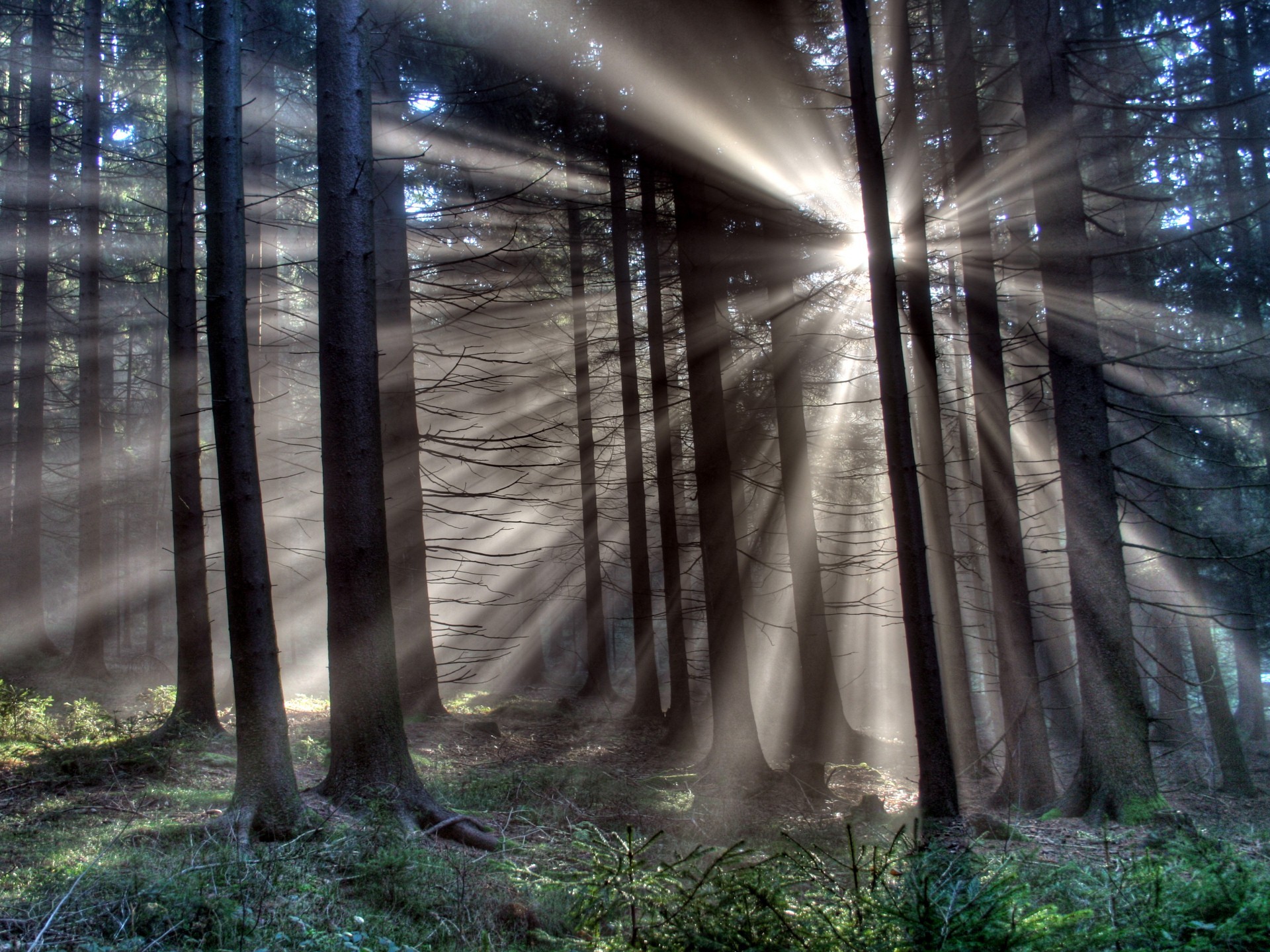 forêt arbres rayons lumière