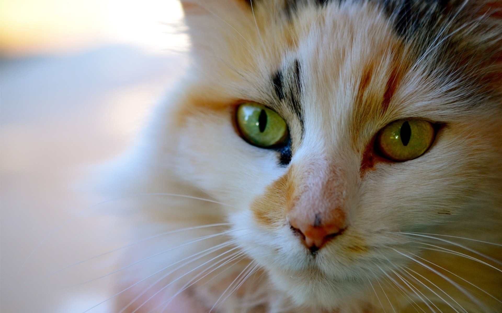 zähne schnurrbart katze katze narwal