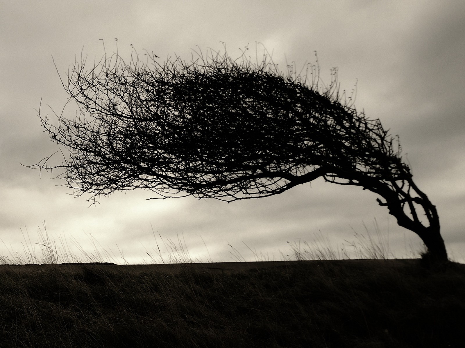 arbre branches pente