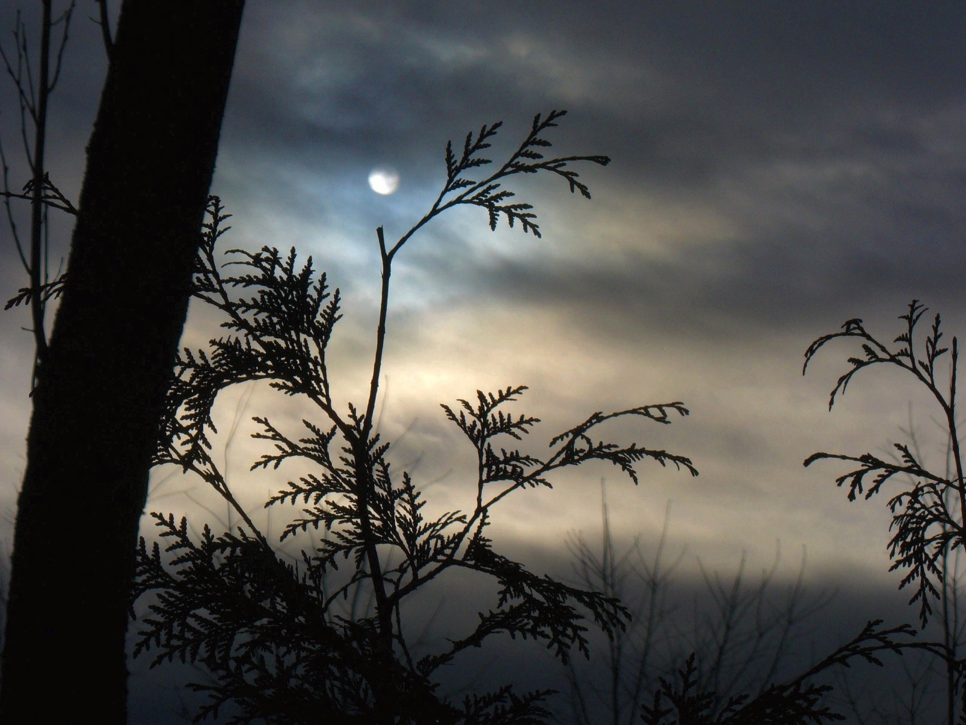 mond nebel zweige wolken