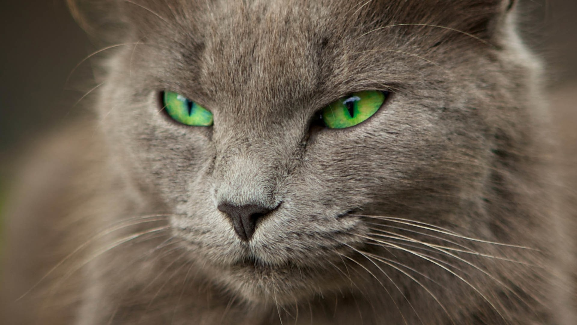 grüne augen katze grau