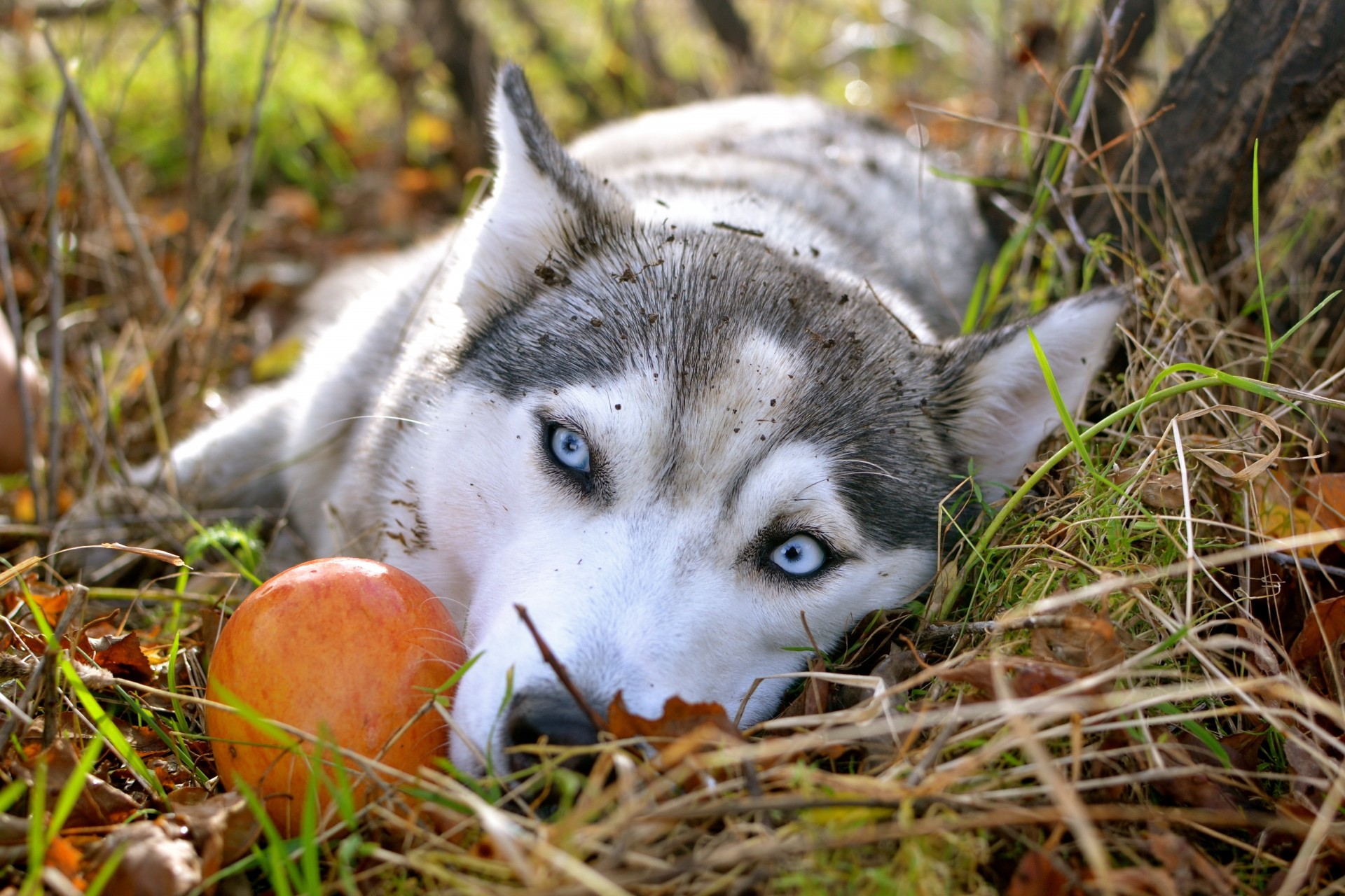 otoño manzana husky siberiano fondo de pantalla ojos tristes