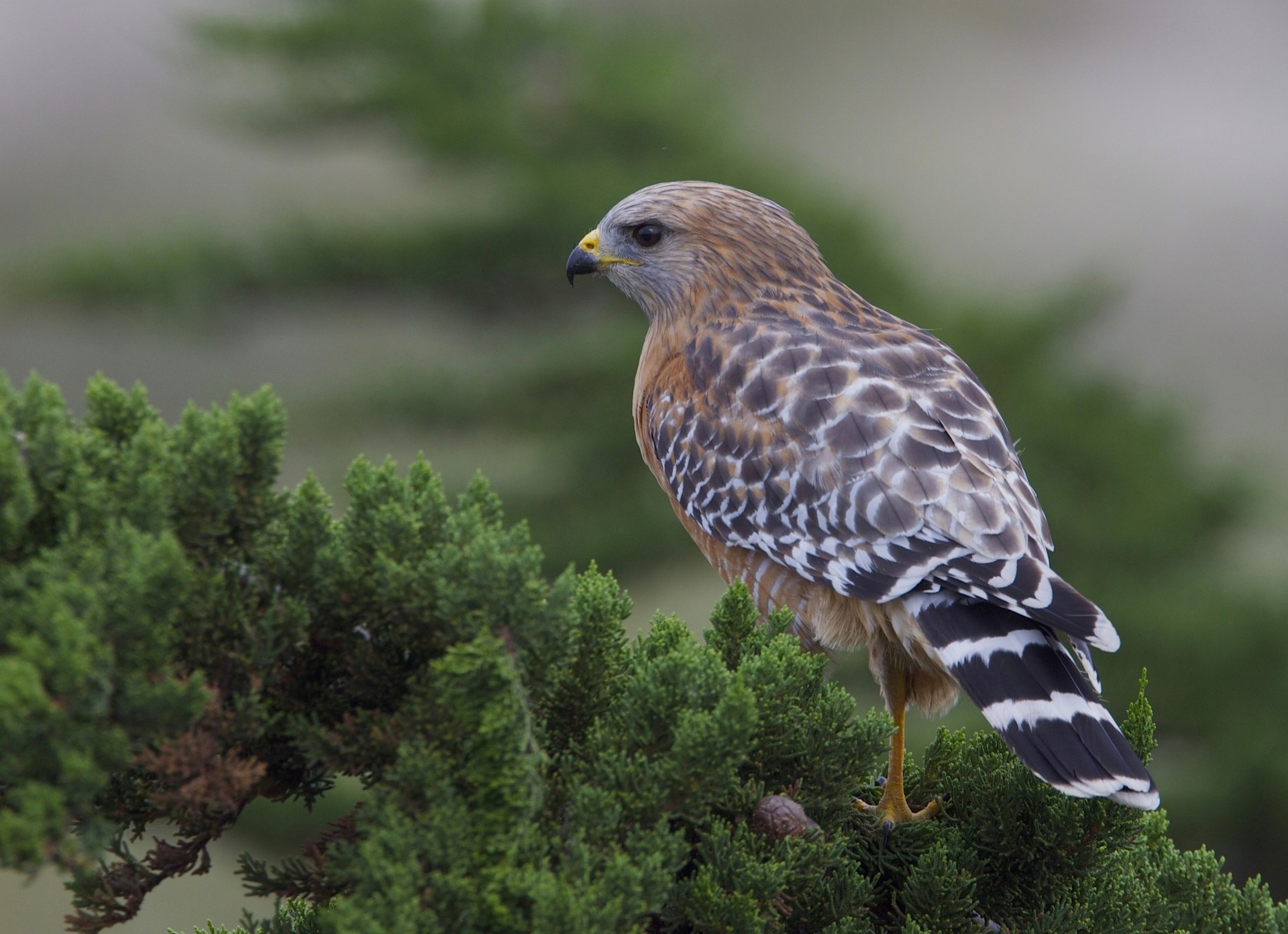 oiseaux faucon buse branche