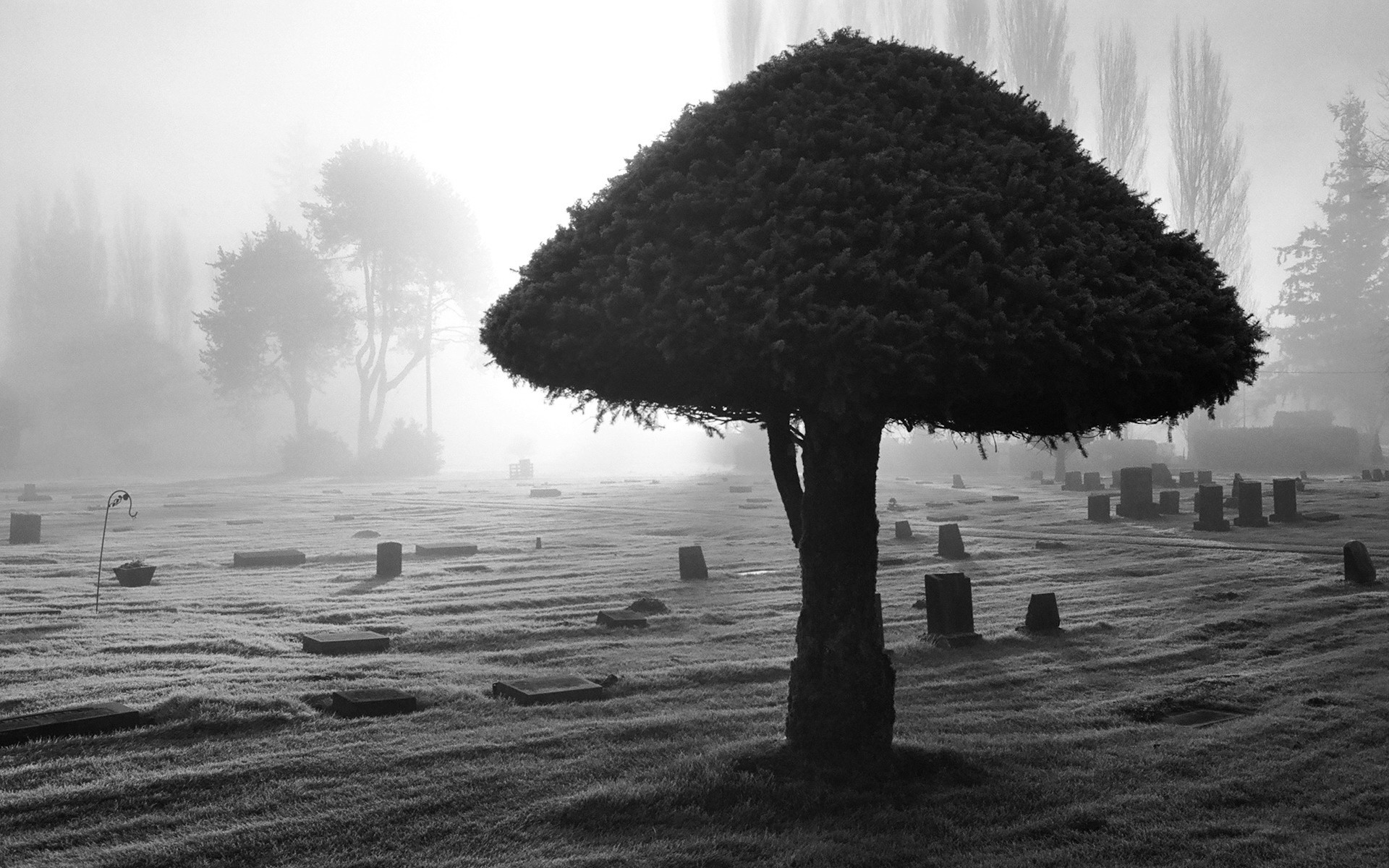 black and white tree light cemetery