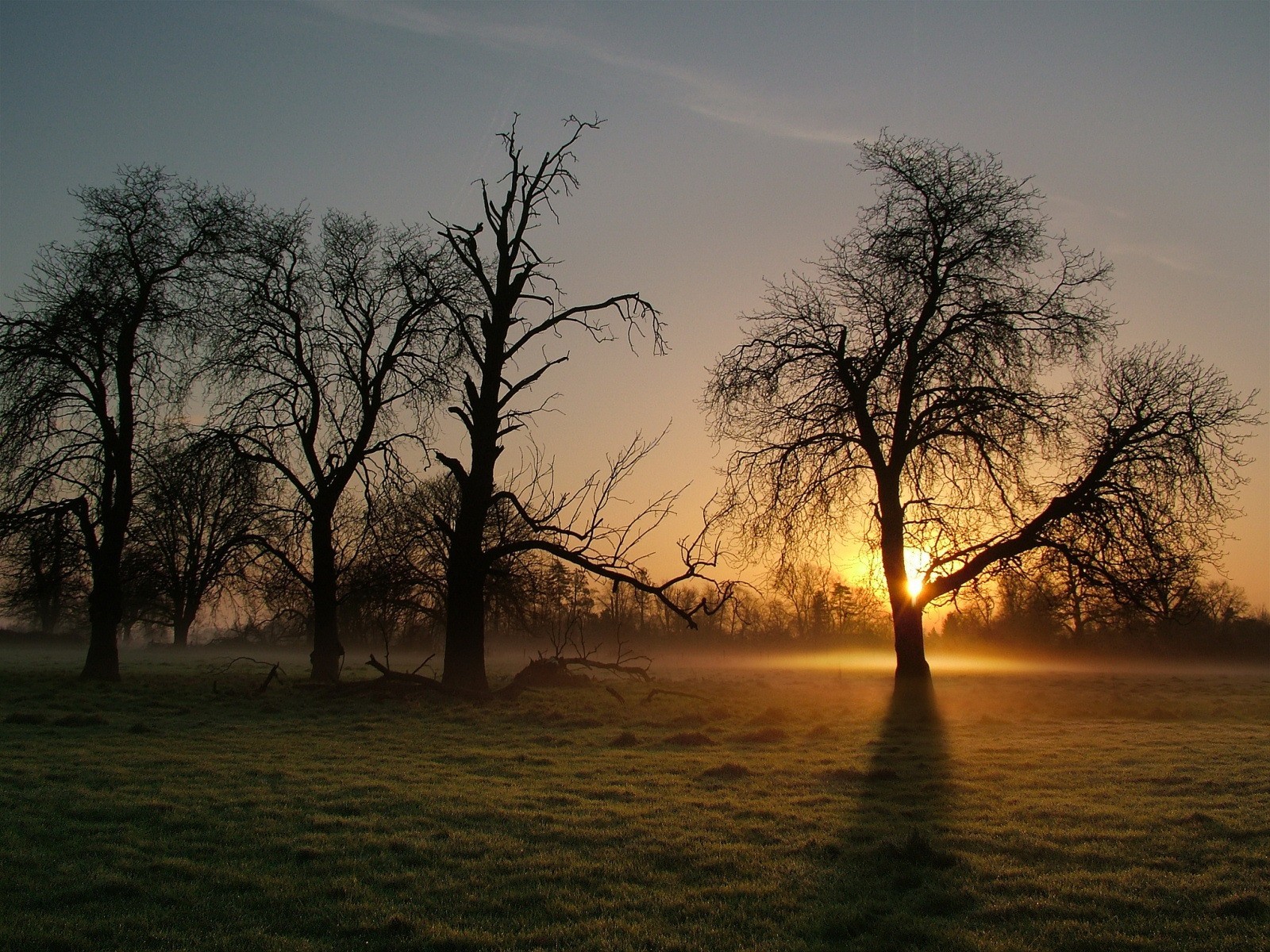 albero nebbia mattina