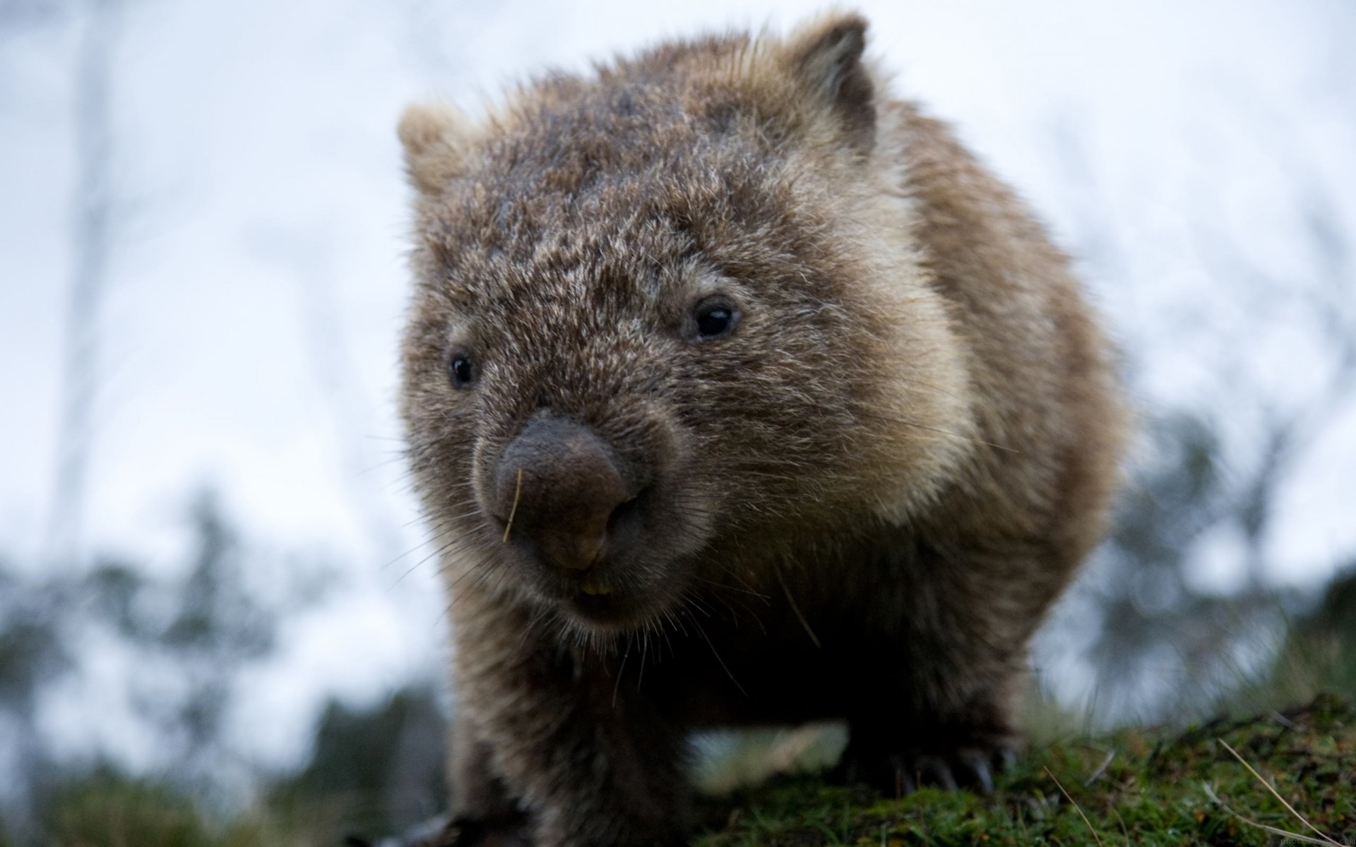 dientes especies animales