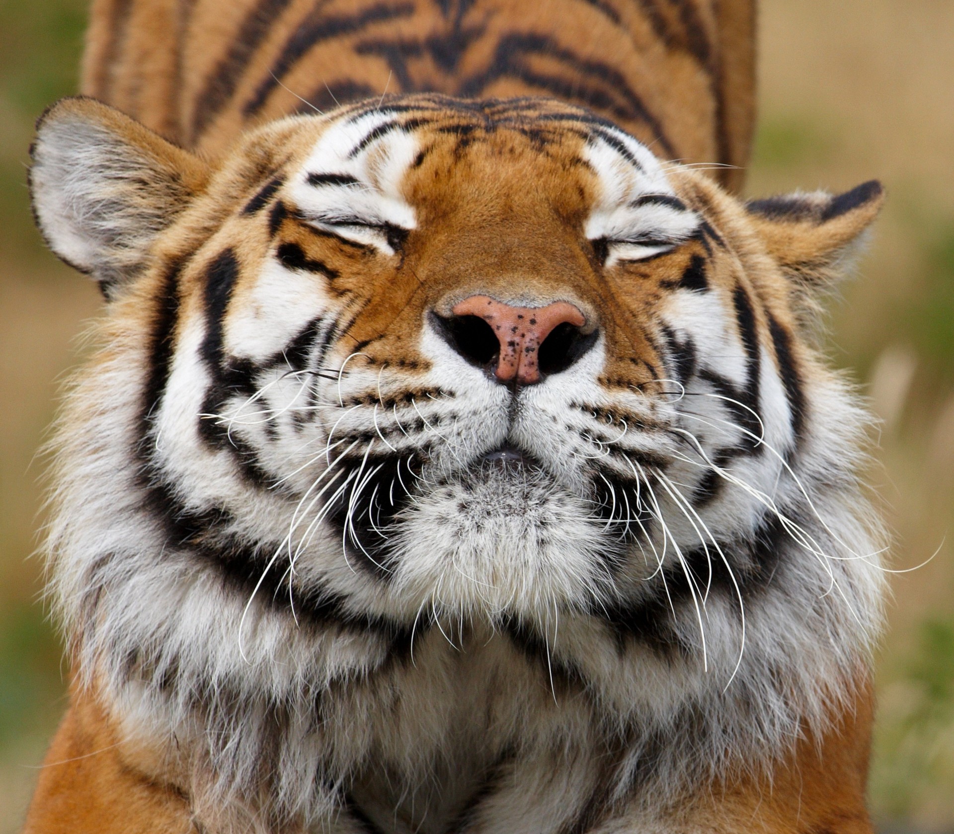 animaux dents couleurs prédateur tigre