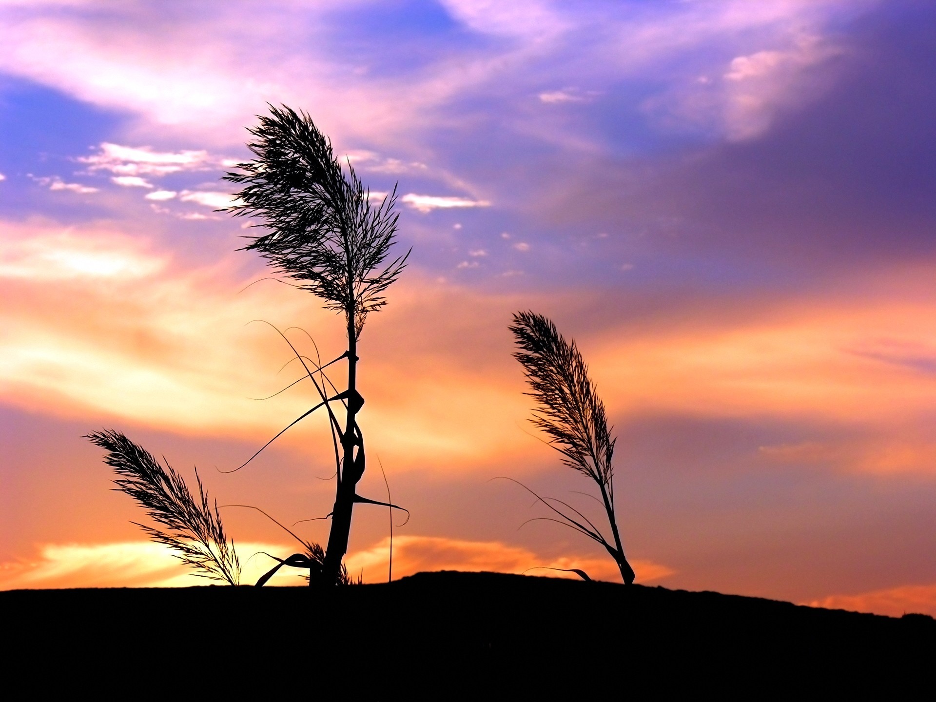 clouds plant gra