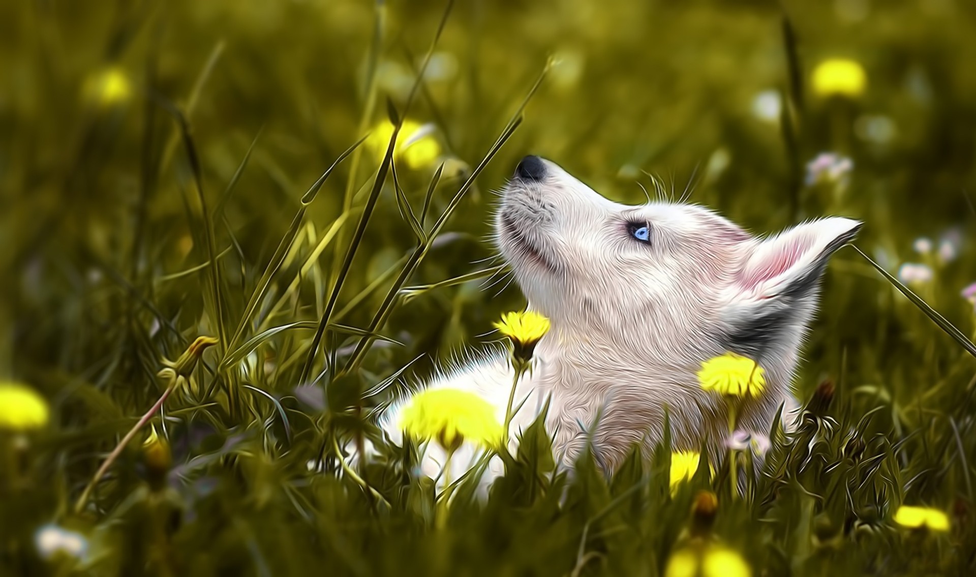 blaue augen hund husky gras blumen