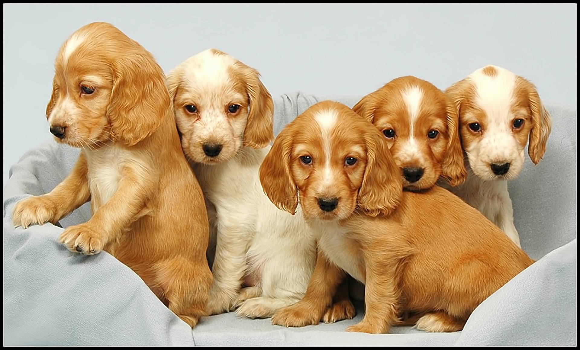 puppies dogs spaniel