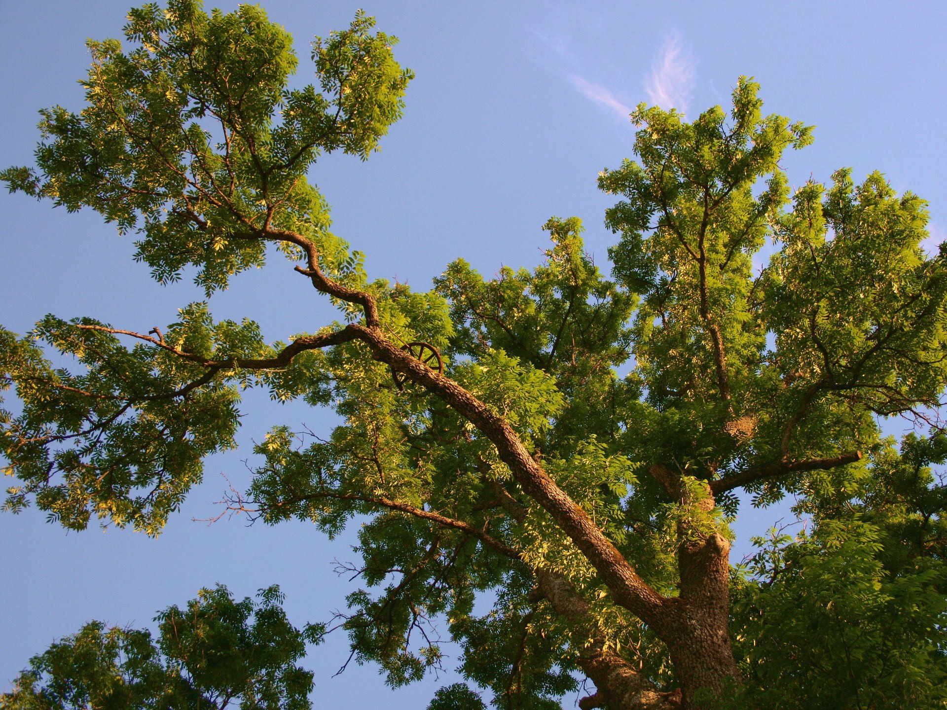 albero ruota rami