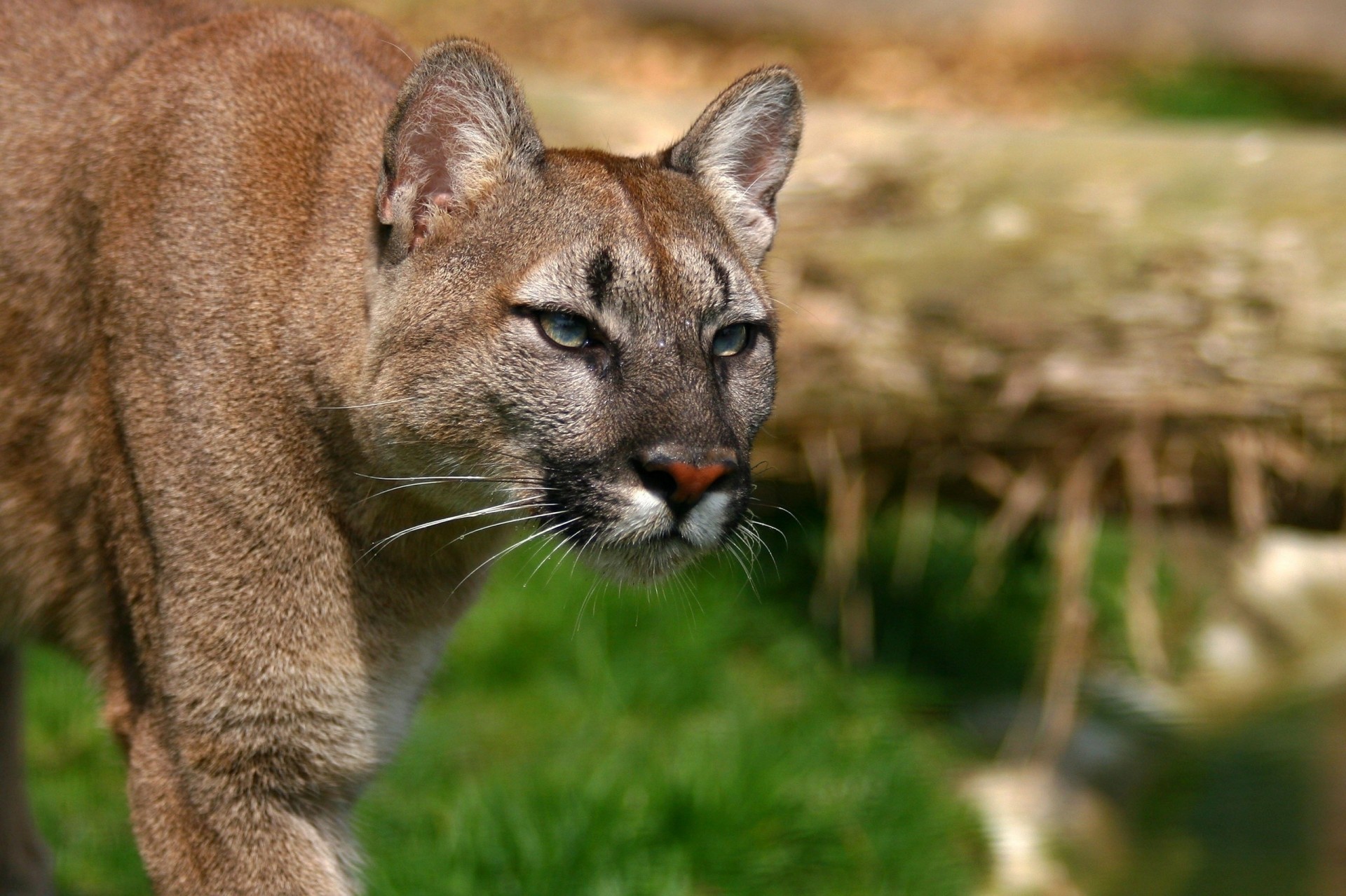 wild cat puma mountain lion