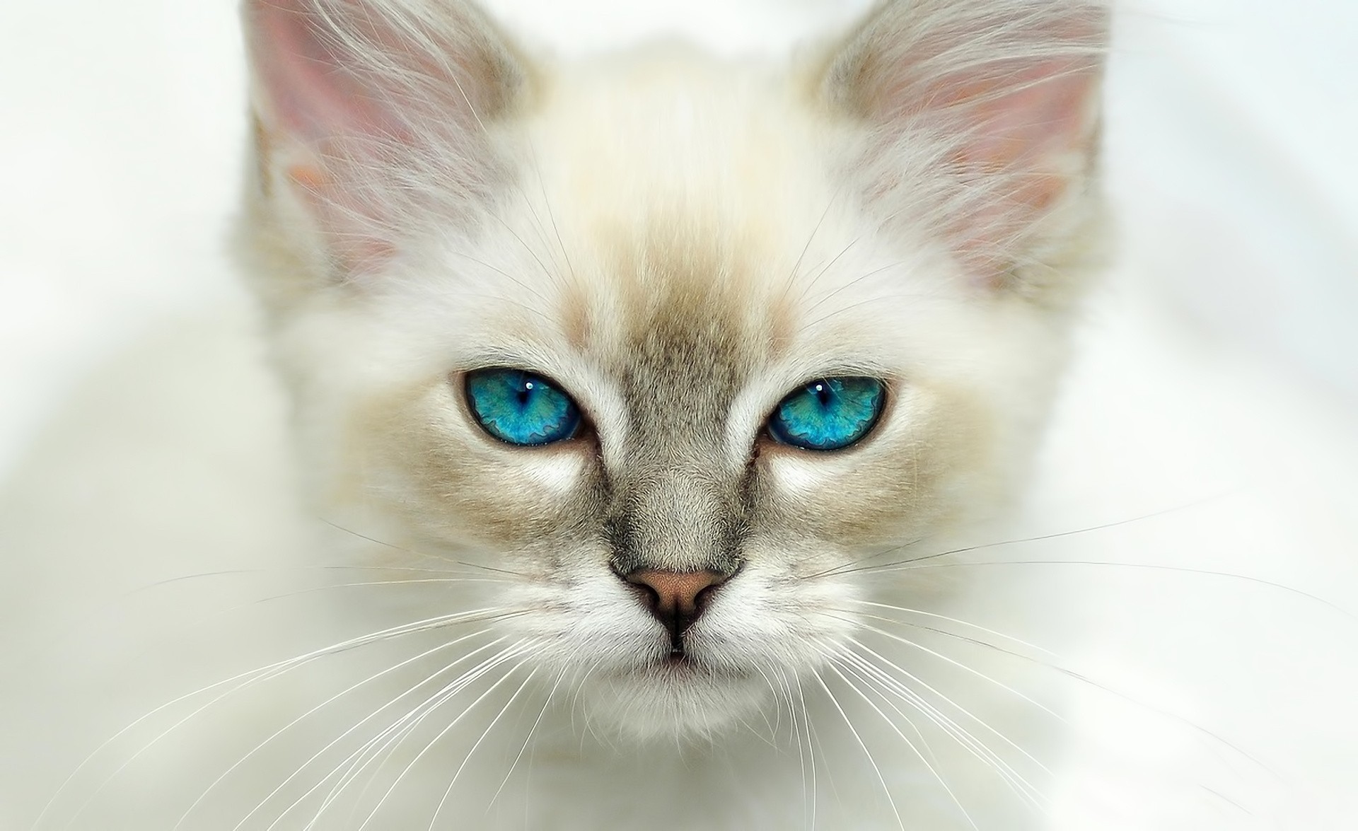 chats yeux bleus vue chat