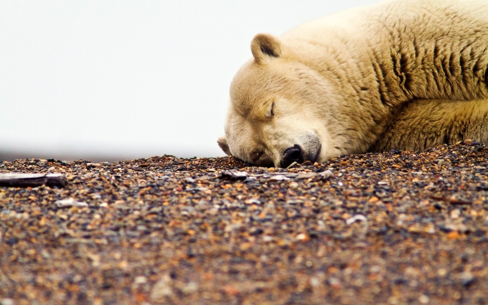 piedras dormir dientes oso polar grava