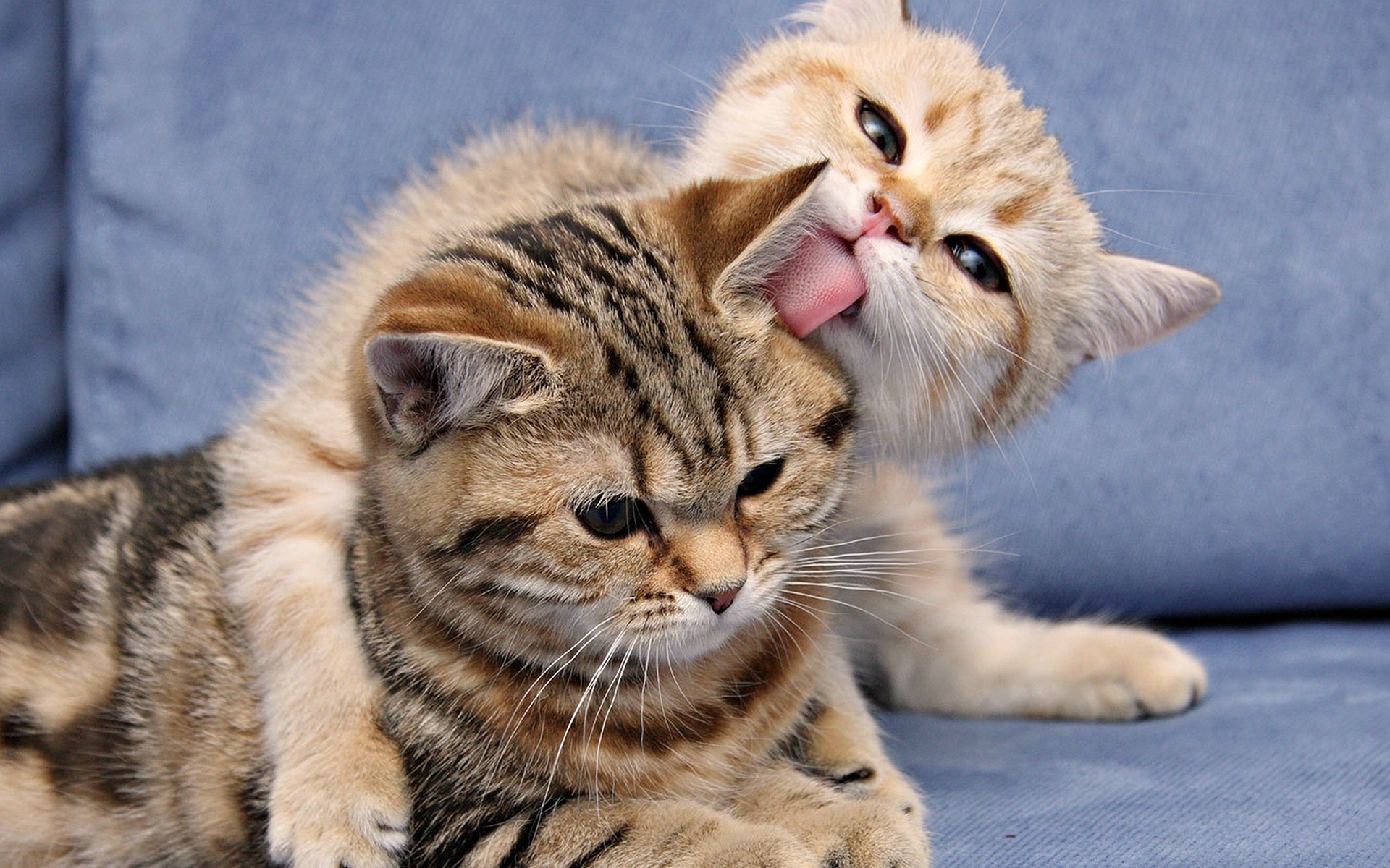 tendresse chats bébés