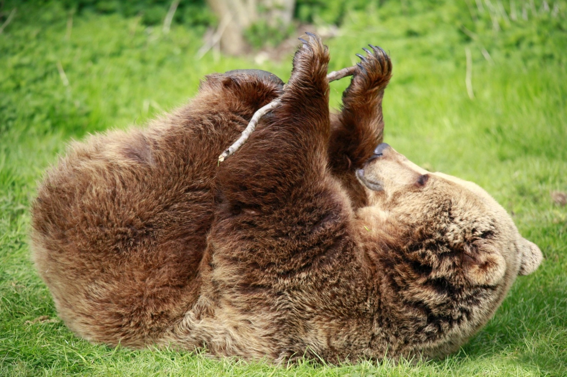 green bear background grass feet sticks brown